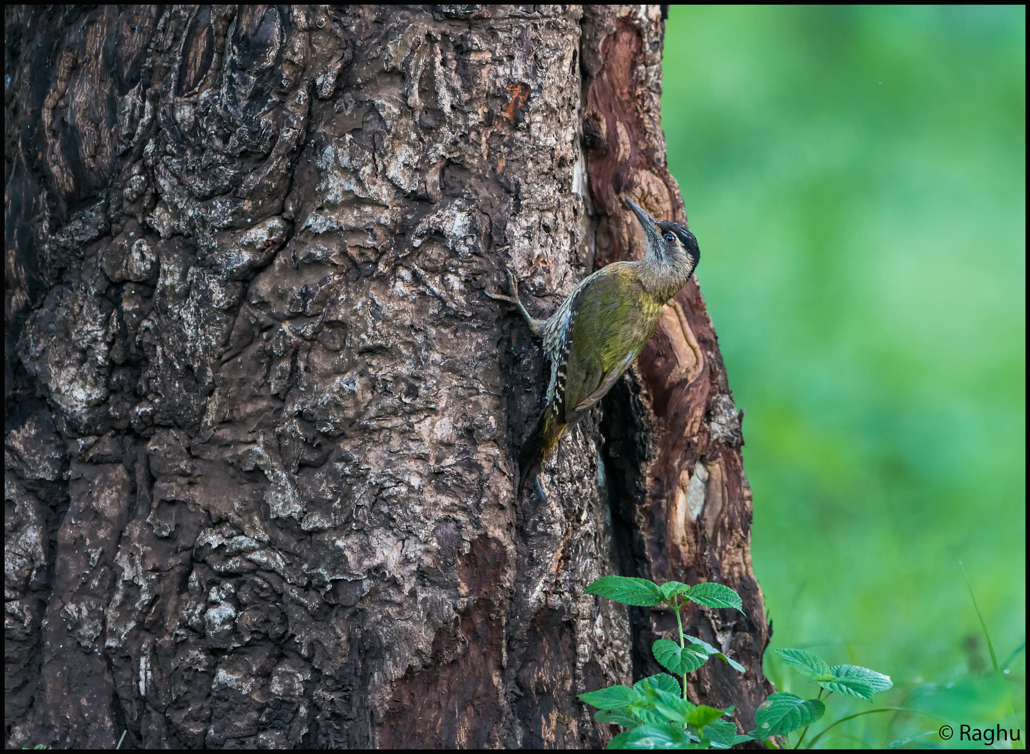 Canon EOS 70D + Canon EF 500mm F4L IS USM sample photo. Streak throated wp! photography