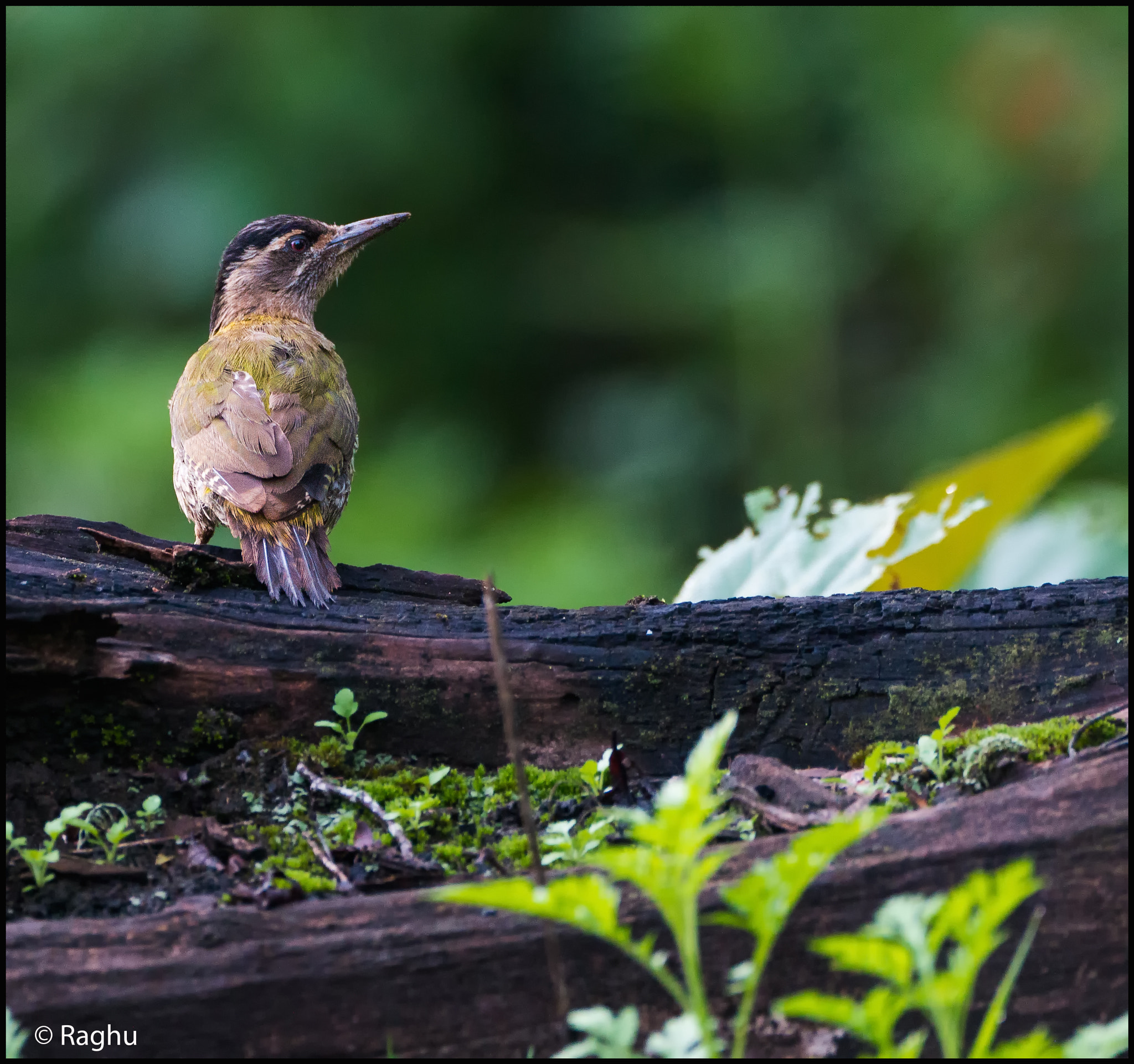 Canon EOS 70D + Canon EF 500mm F4L IS USM sample photo. Streak throated wp! photography