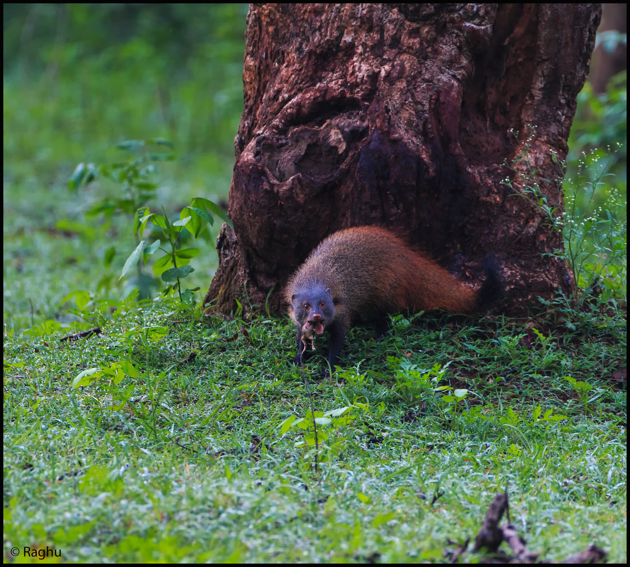 Canon EOS 70D + Canon EF 500mm F4L IS USM sample photo. Mongoose! photography