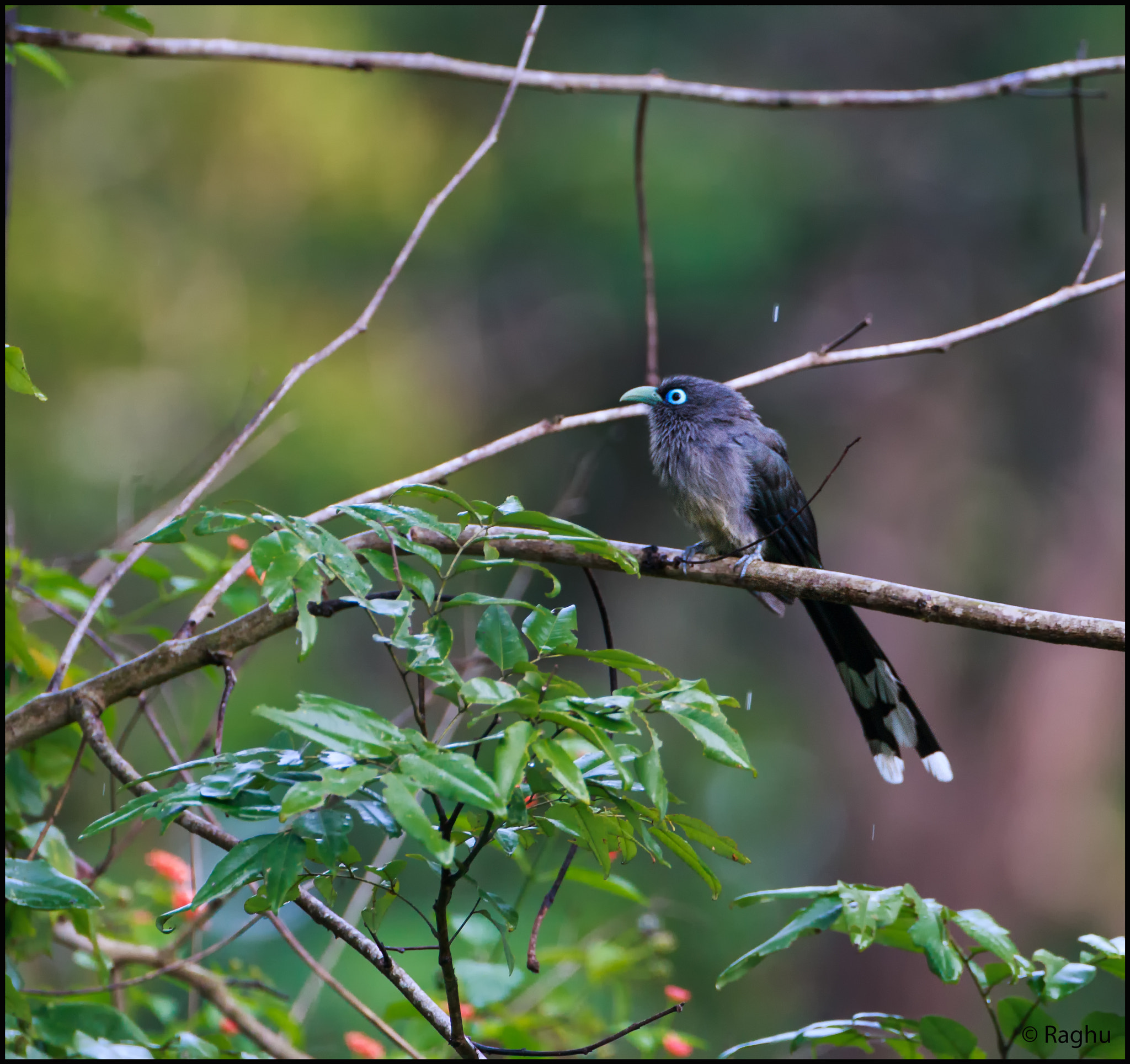 Canon EOS 70D + Canon EF 500mm F4L IS USM sample photo. Blue faced malkoha! photography