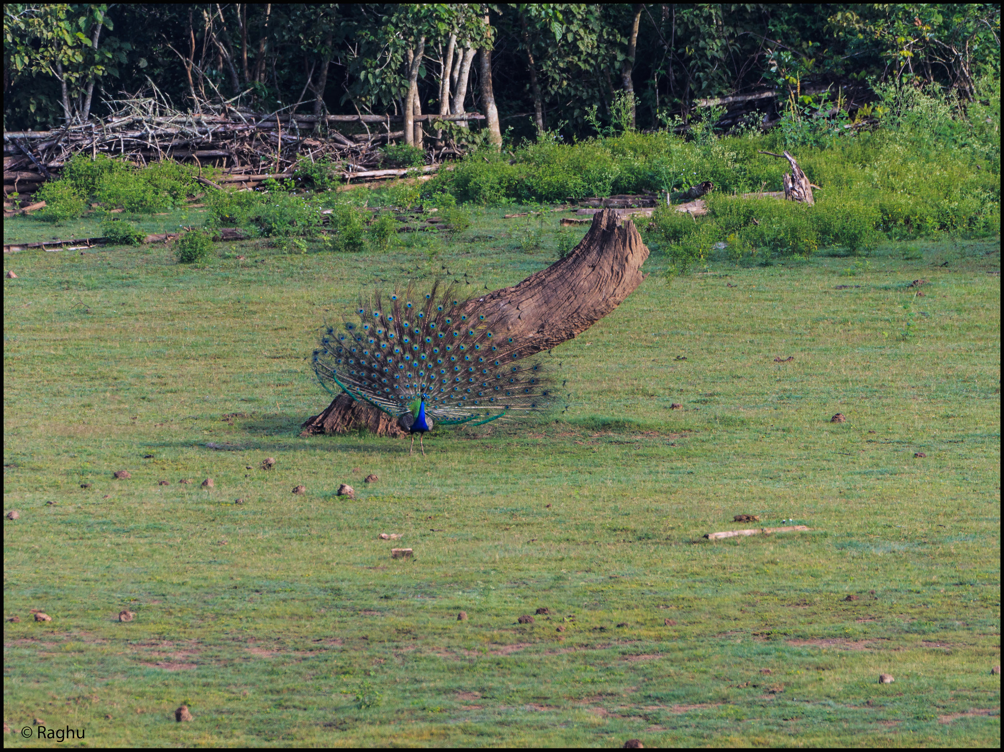 Canon EOS 70D + Canon EF 500mm F4L IS USM sample photo. Peacock! photography