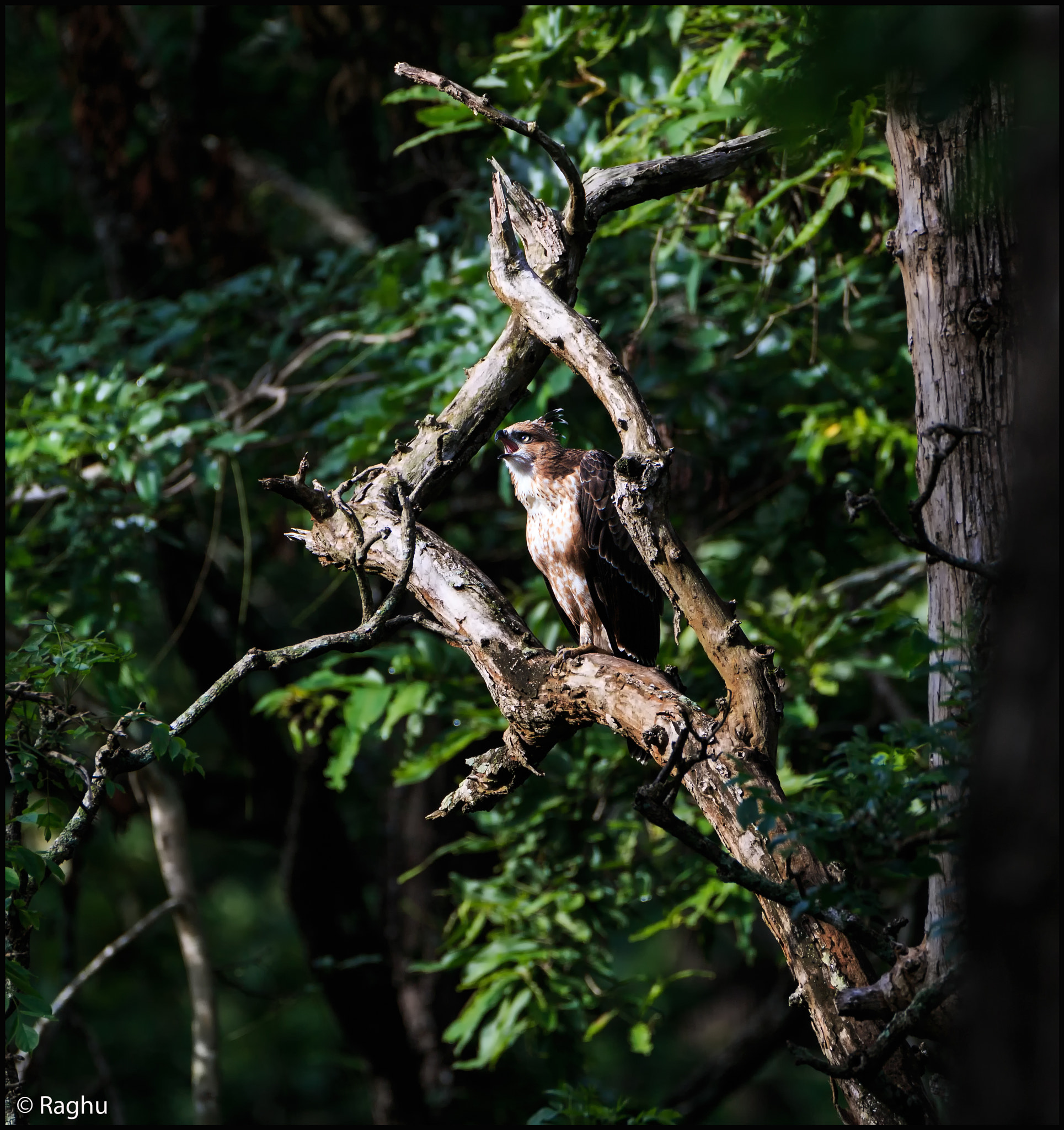 Canon EOS 70D + Canon EF 500mm F4L IS USM sample photo. Crested hawk eagle! photography