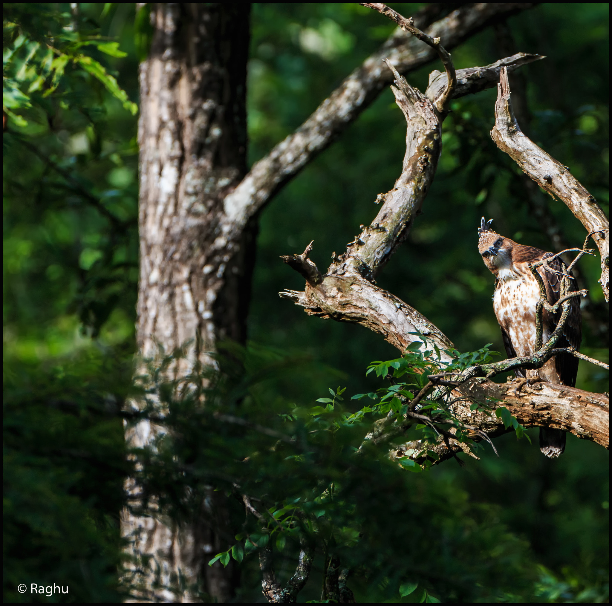 Canon EOS 70D + Canon EF 500mm F4L IS USM sample photo. Crested hawk eagle! photography