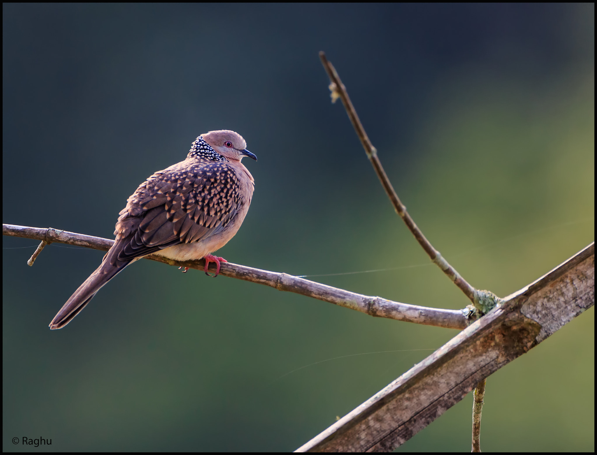 Canon EOS 70D + Canon EF 500mm F4L IS USM sample photo. Dove! photography