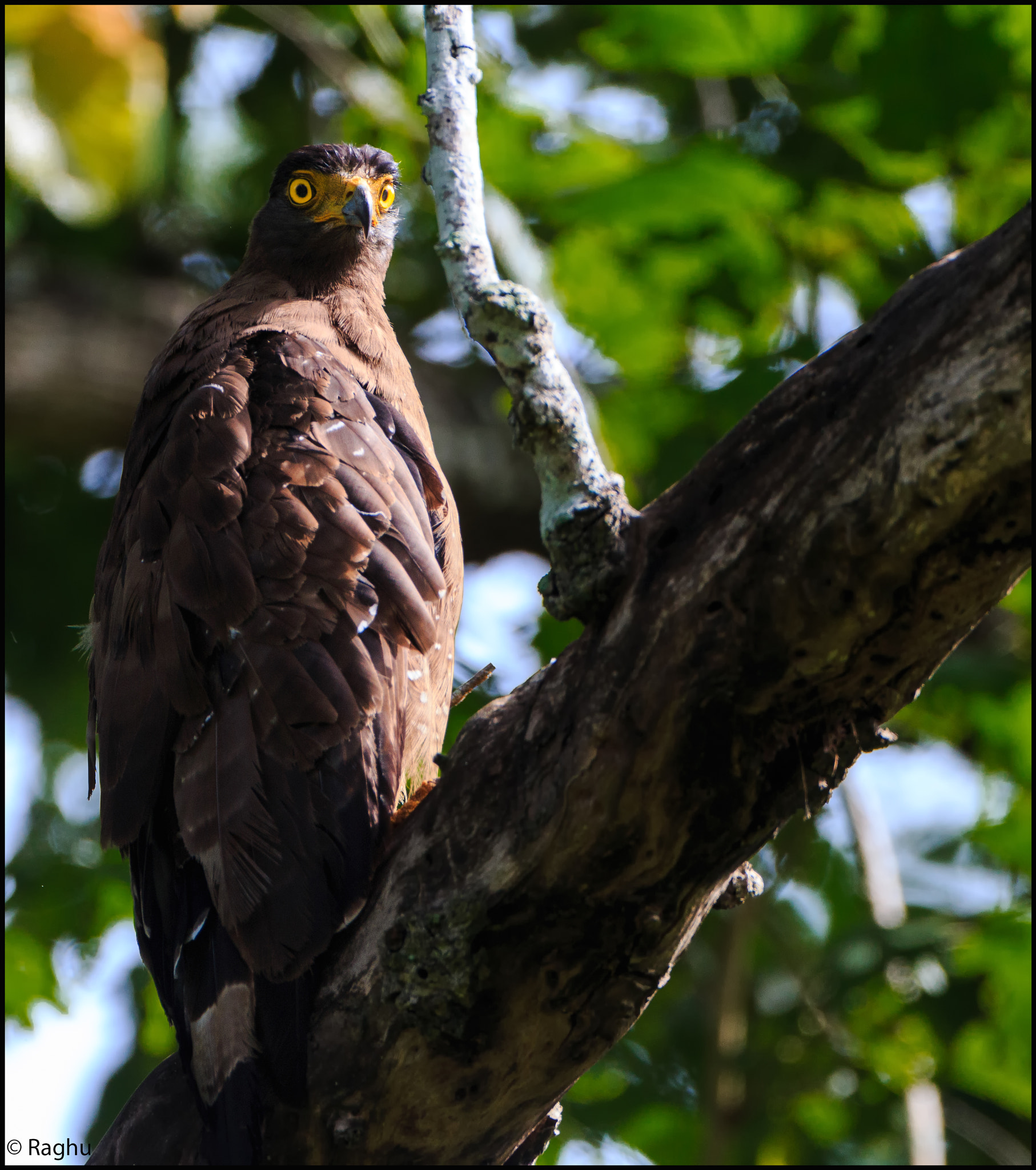 Canon EOS 70D + Canon EF 500mm F4L IS USM sample photo. Crested serpent eagle! photography