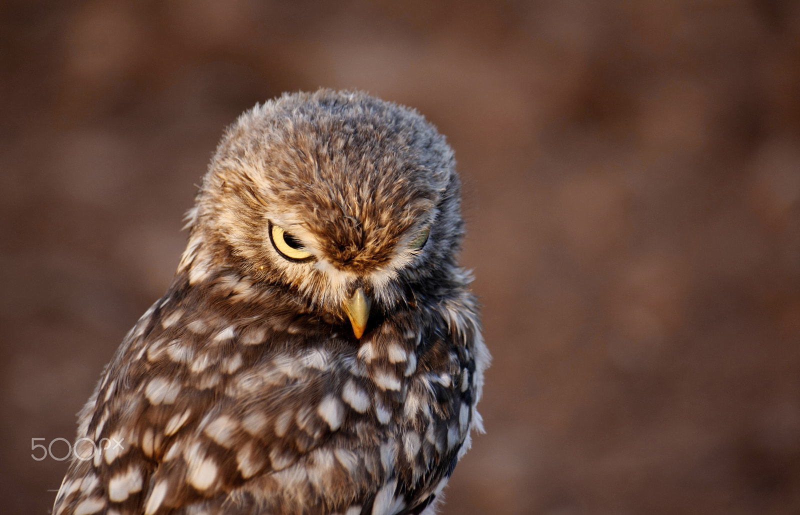 Canon EF-S 55-250mm F4-5.6 IS sample photo. Little curious | athene noctua photography