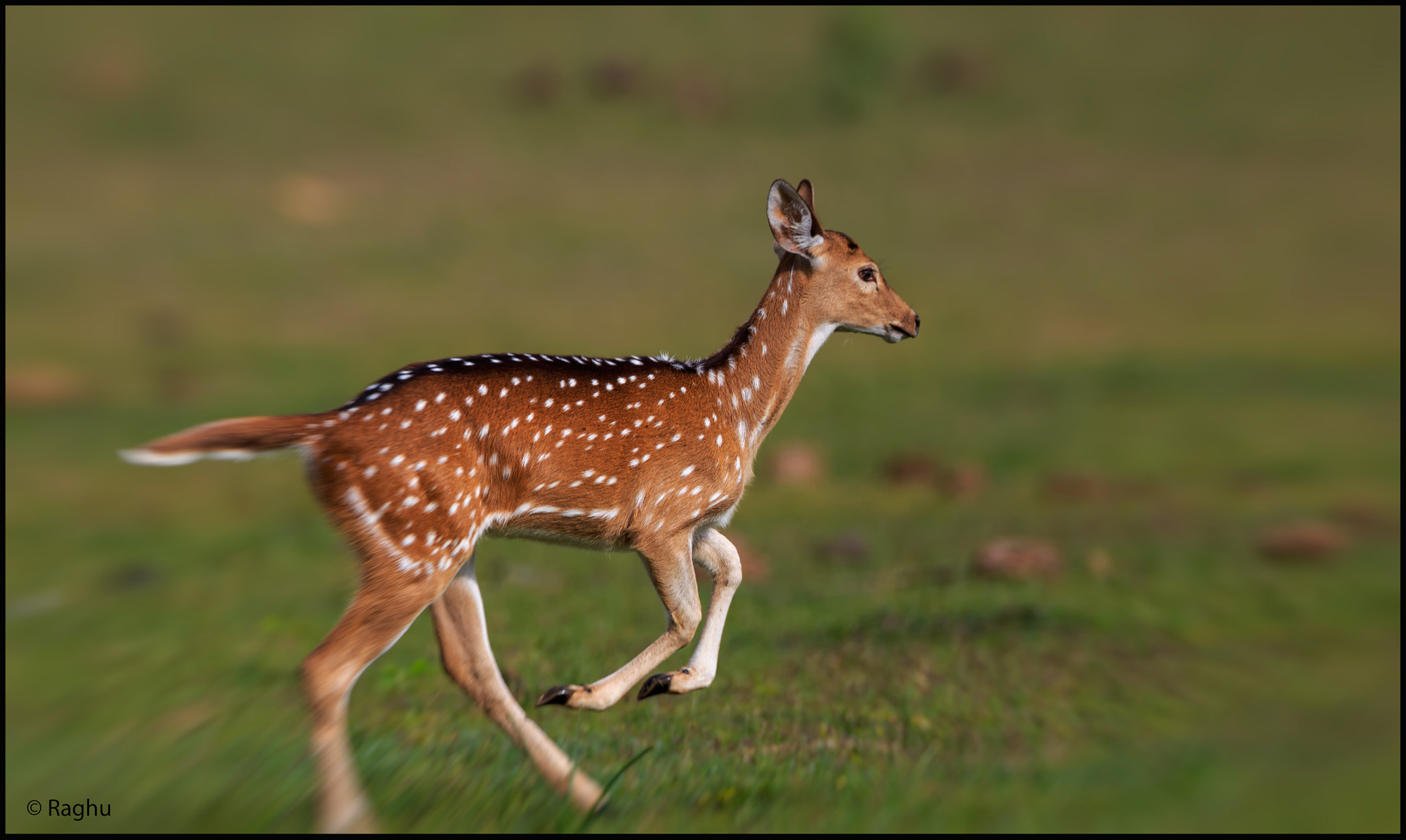 Canon EOS 70D + Canon EF 500mm F4L IS USM sample photo. Deer! photography