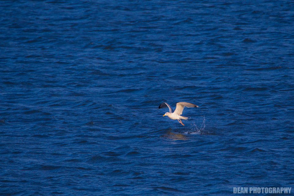 Canon EOS-1D Mark IV sample photo. Blue photography