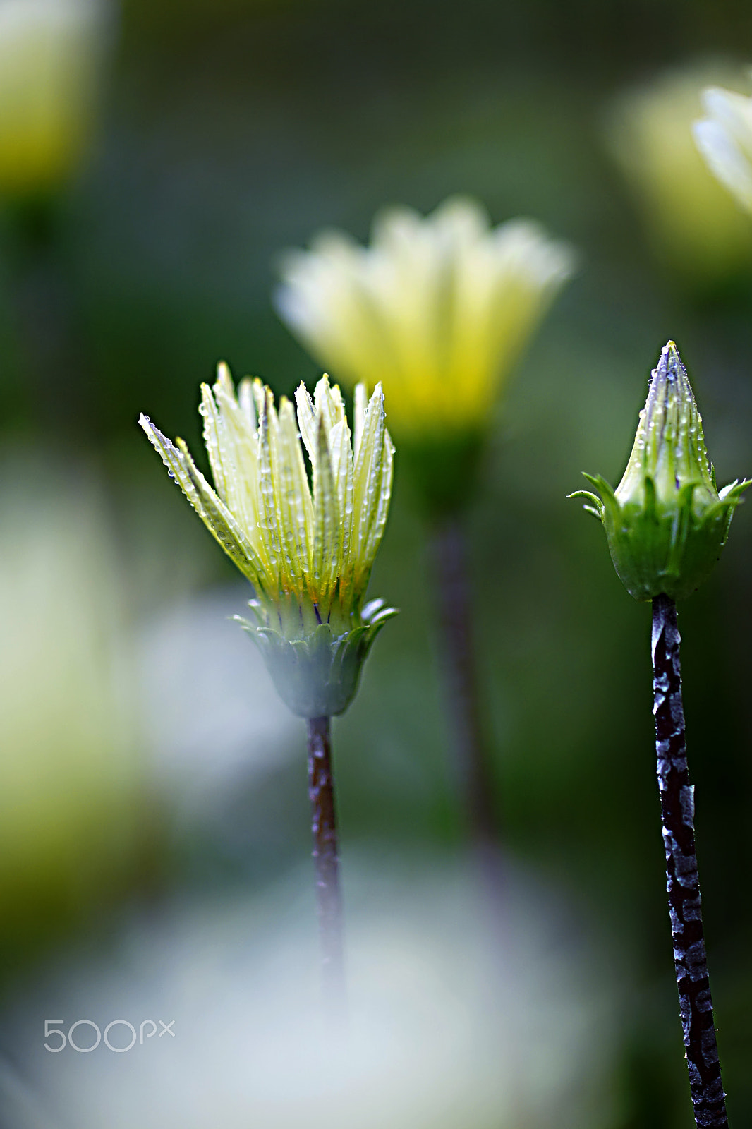 Sony a99 II + Tamron SP AF 90mm F2.8 Di Macro sample photo. _lighting... photography