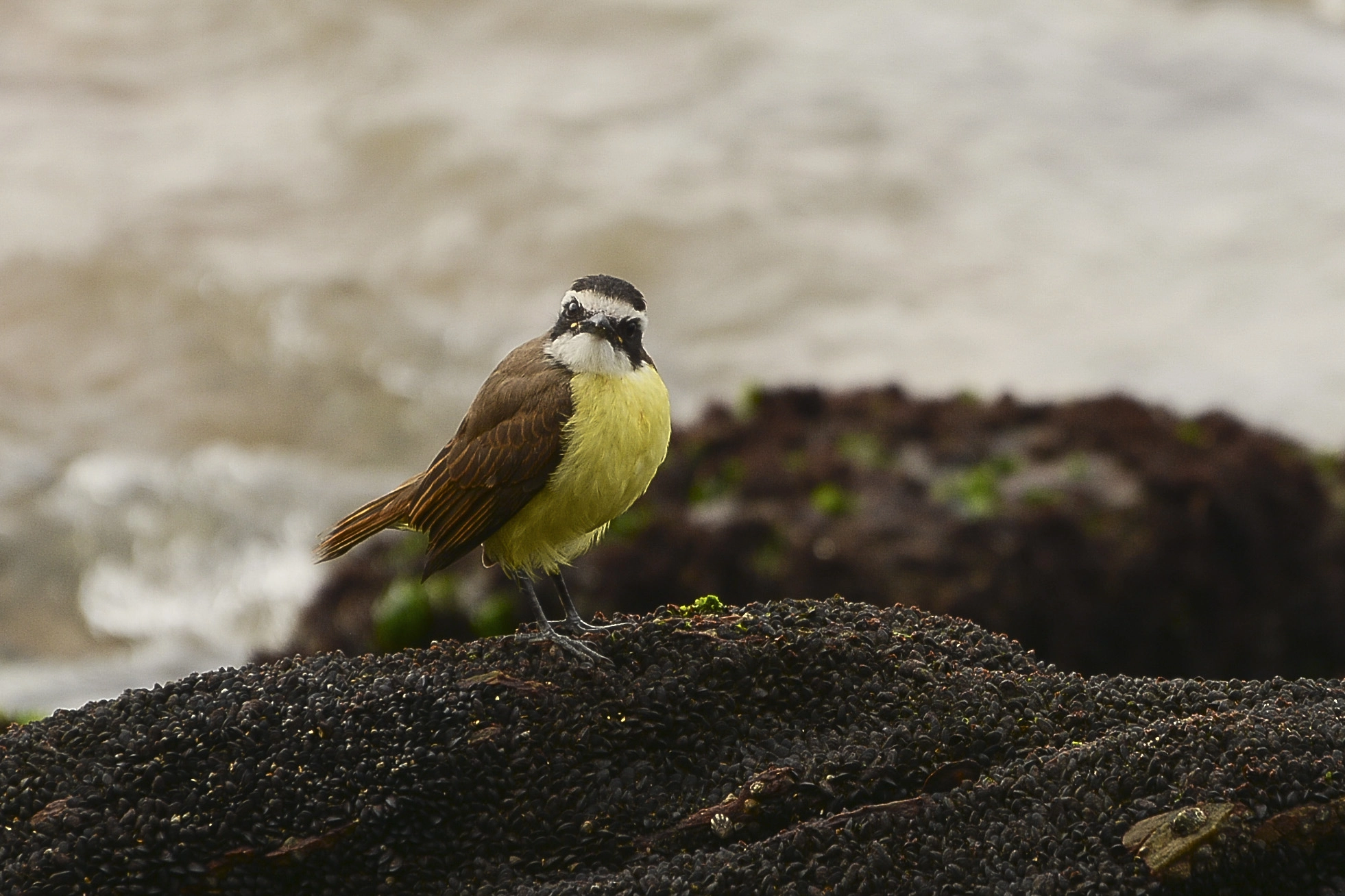 Nikon D7100 sample photo. Sabiamente ele espera a mare baixar. photography