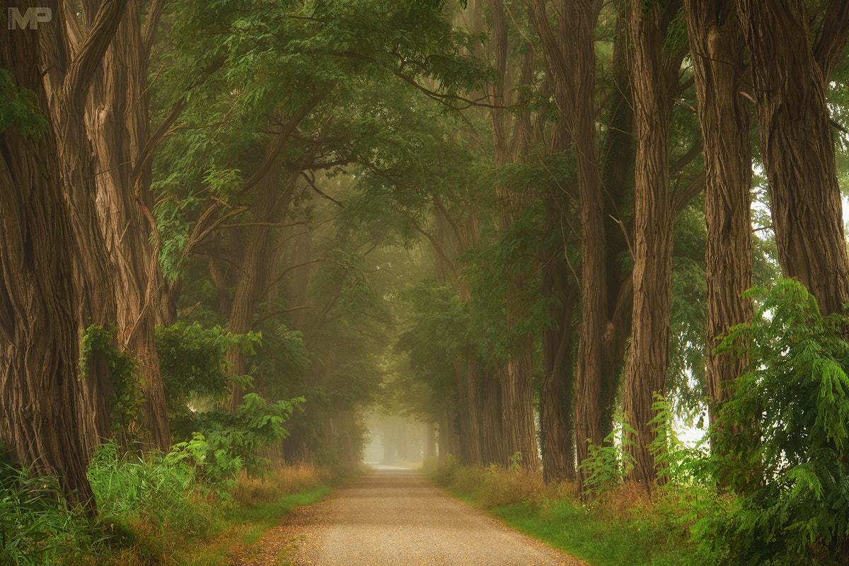 Sony E 18-200mm F3.5-6.3 OSS sample photo. Mystic acacias photography