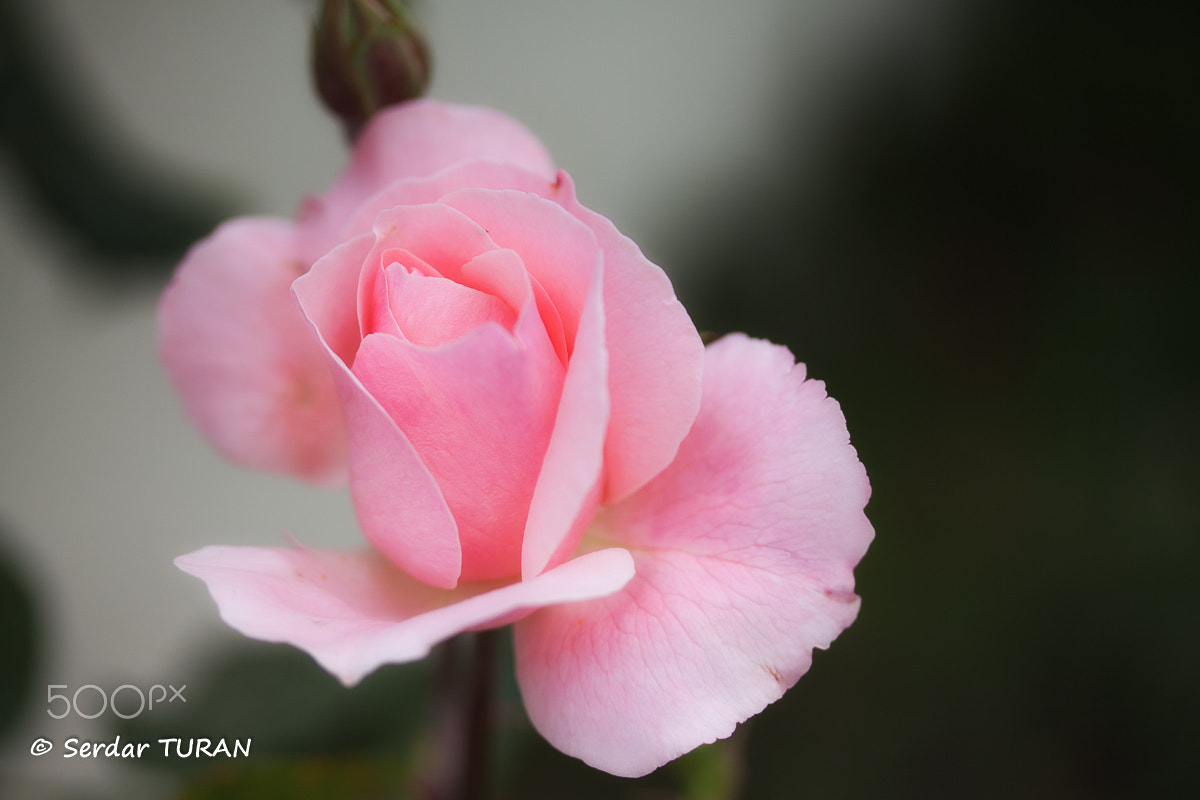 Canon EF-S 60mm F2.8 Macro USM sample photo. Elegance photography