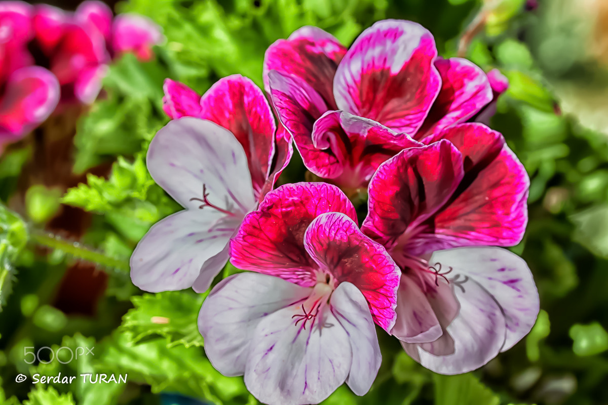 Canon EF-S 60mm F2.8 Macro USM sample photo. Dance with me till the end of love photography