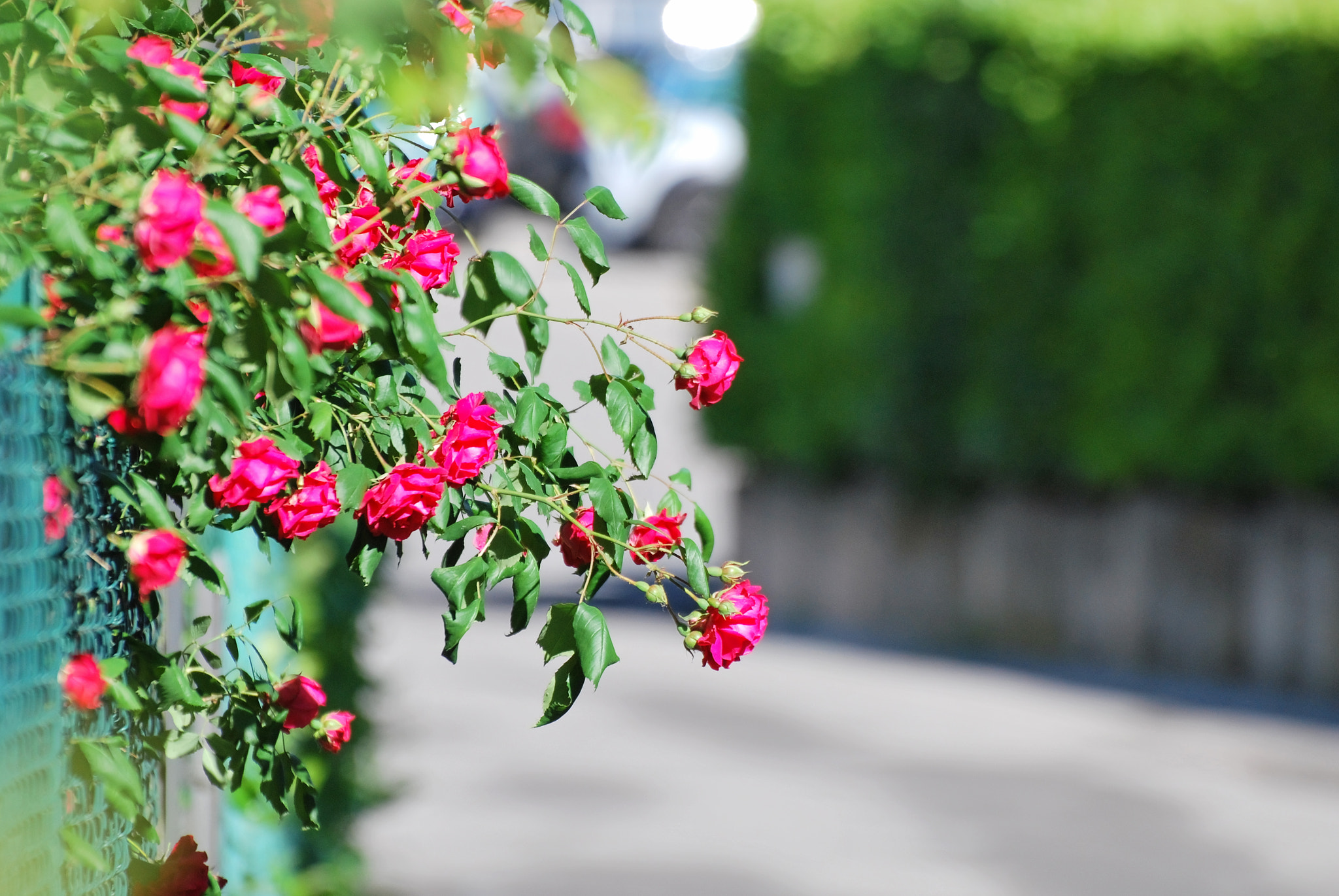 Nikon D60 sample photo. Roses on the street photography