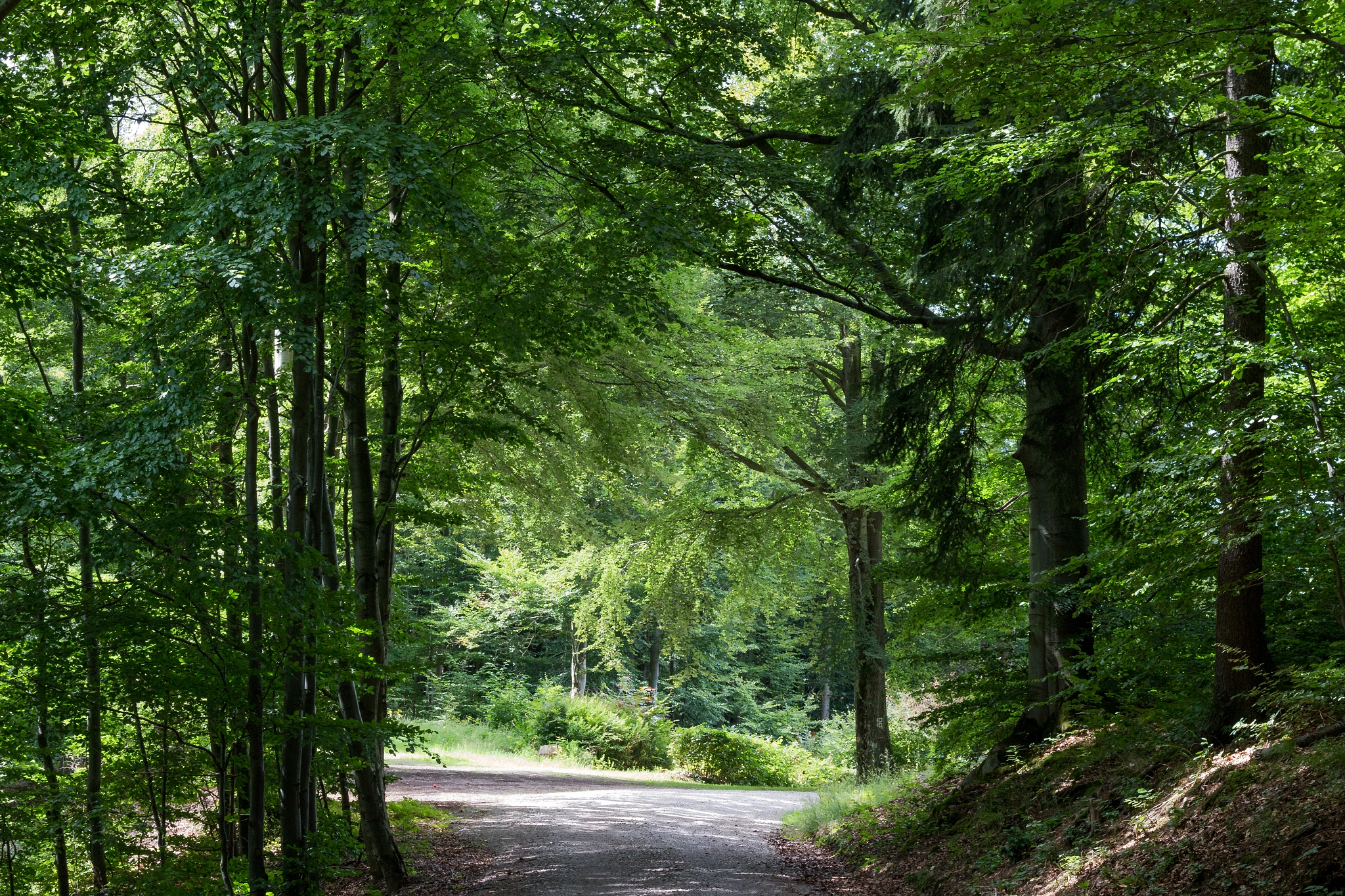 Canon EOS 70D + Canon EF 50mm F1.8 II sample photo. Way trough nature photography