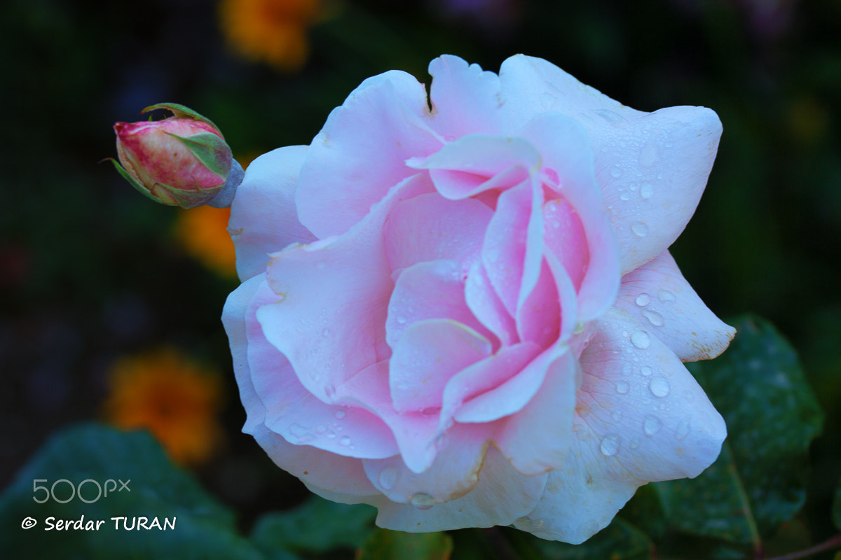 Canon EF-S 60mm F2.8 Macro USM sample photo. This one's for you babe photography