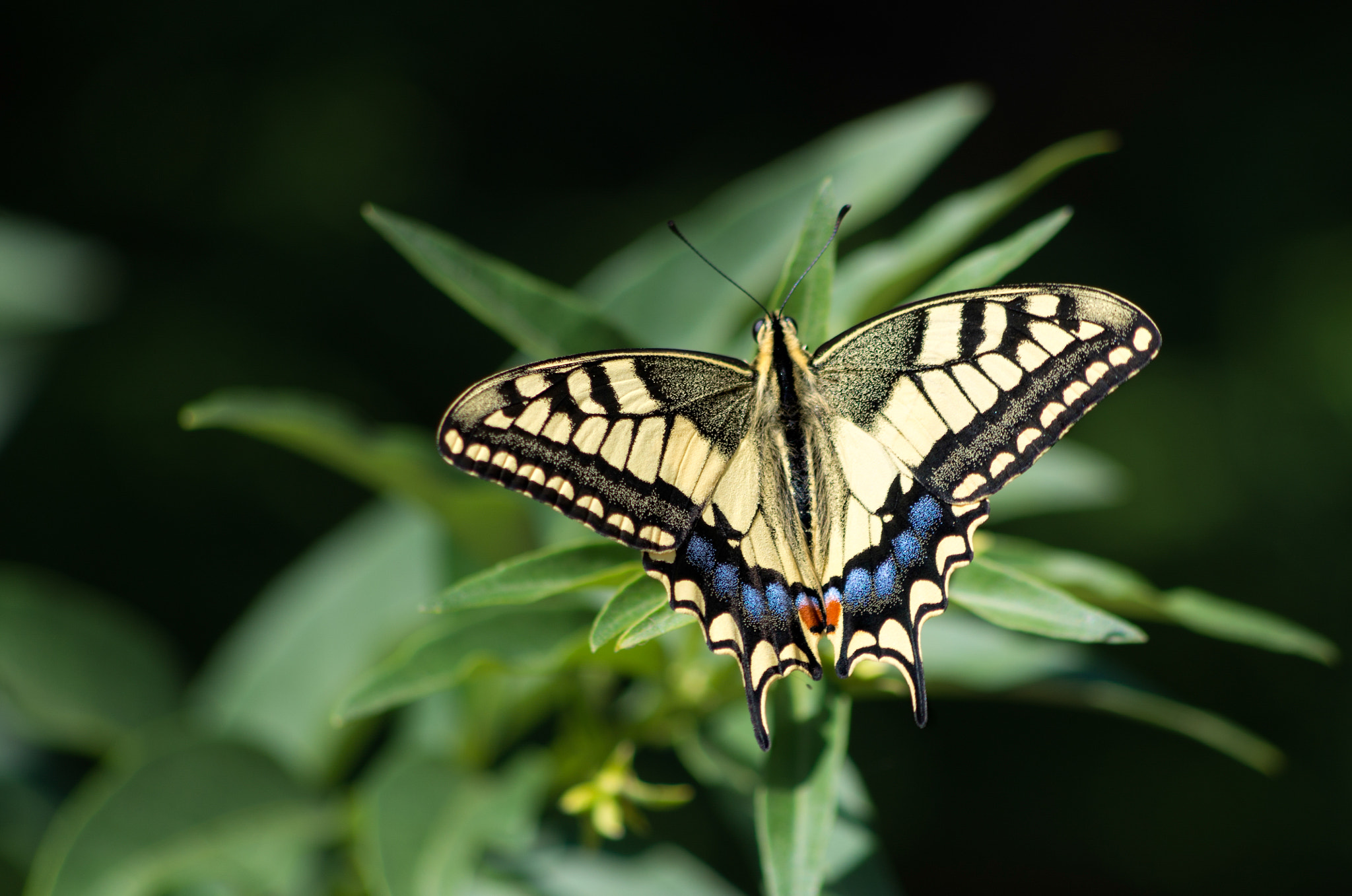 Pentax K-30 + HD Pentax DA 55-300mm F4.0-5.8 ED WR sample photo. Butterfly ii photography