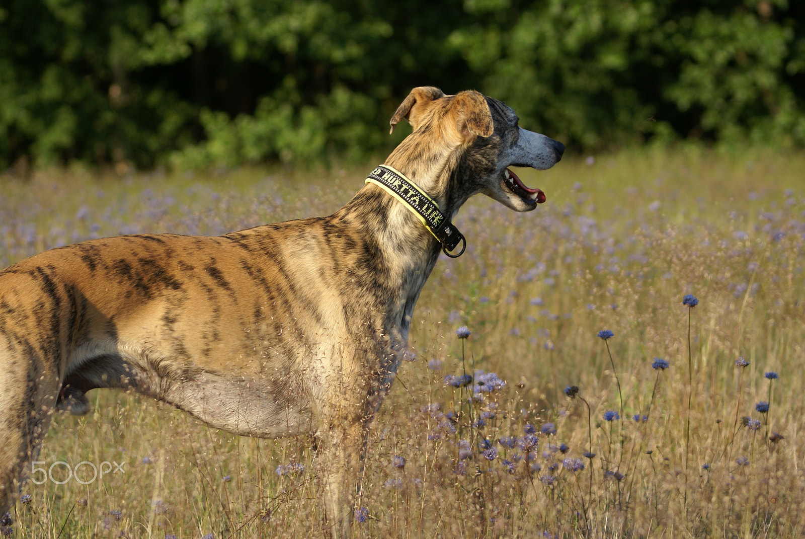 Sony 75-300mm F4.5-5.6 sample photo. My dog photography