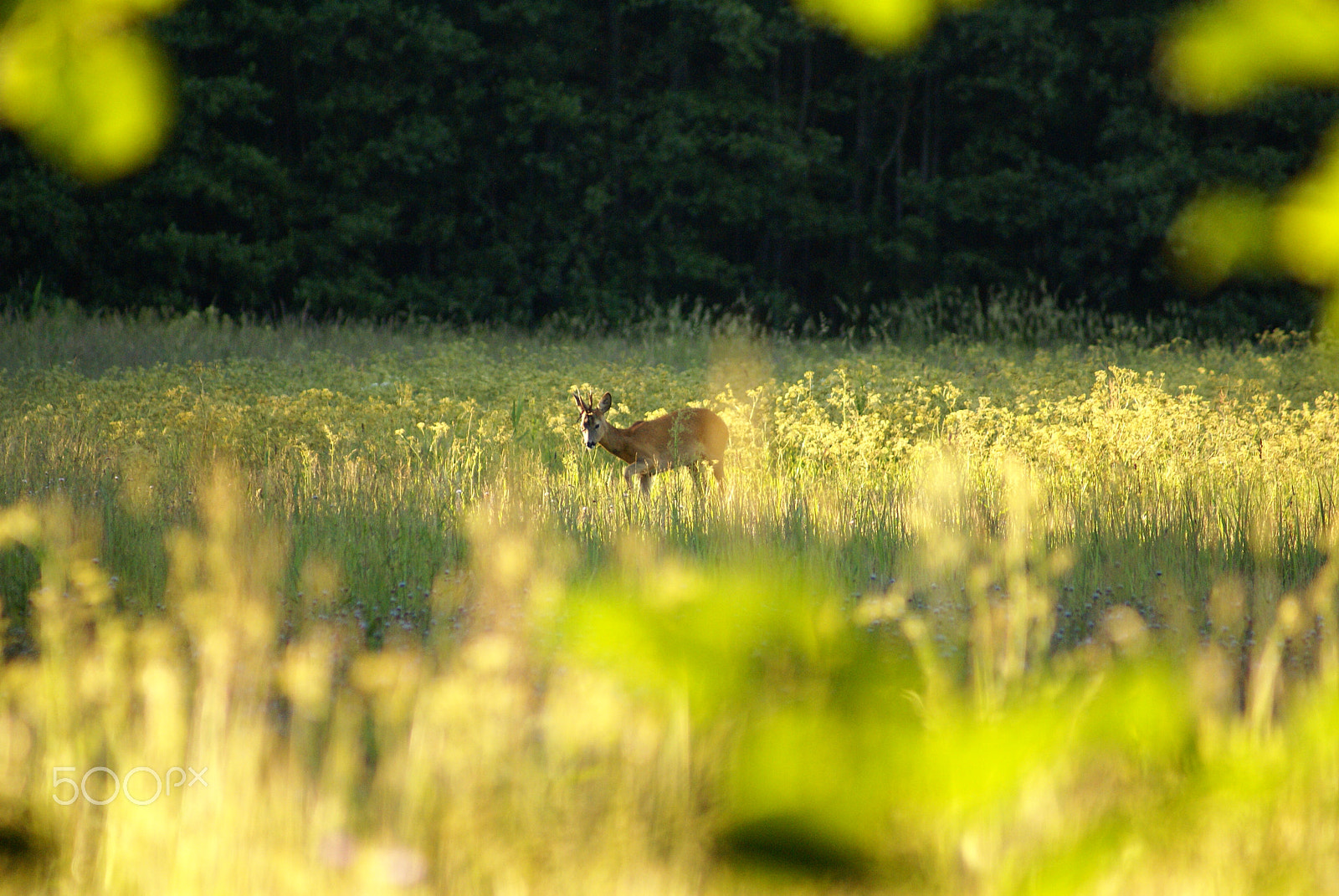Sony 75-300mm F4.5-5.6 sample photo. Roe deer photography
