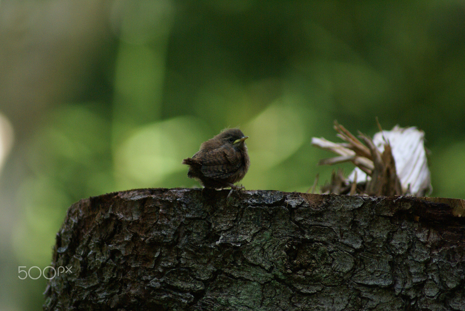 Sony 75-300mm F4.5-5.6 sample photo. Wren photography