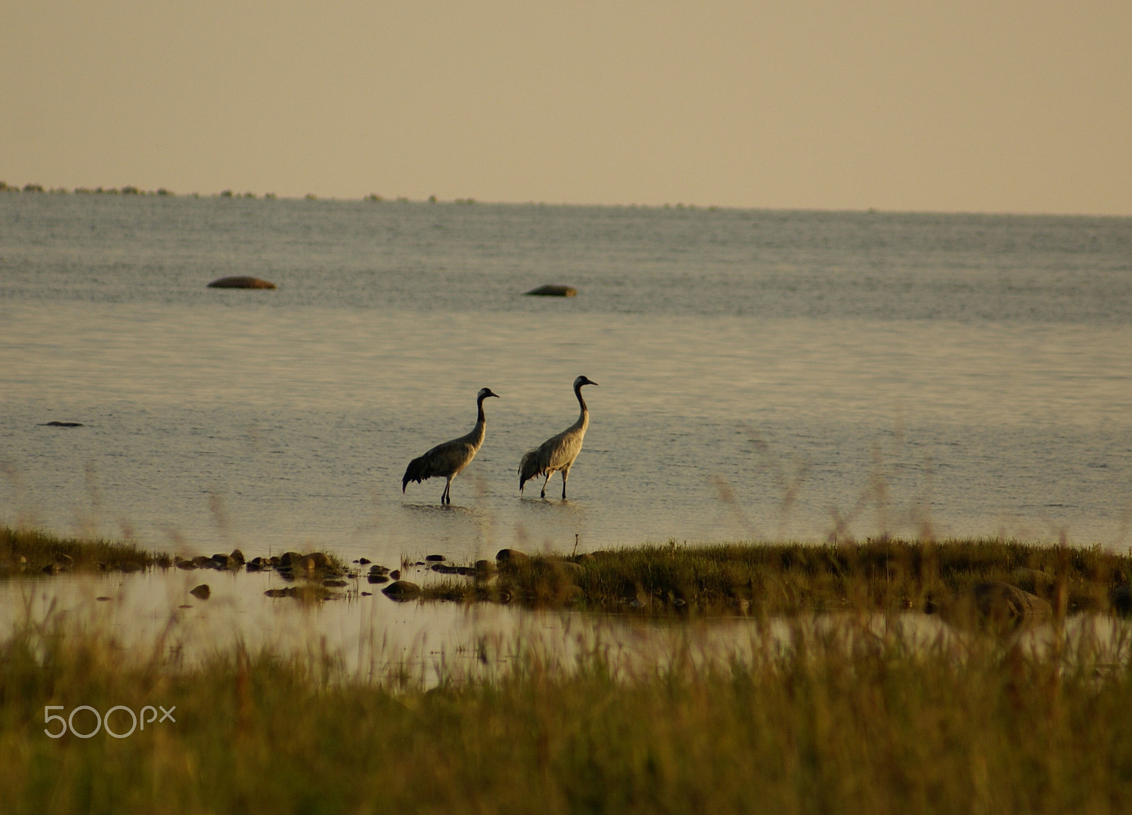 Sony 75-300mm F4.5-5.6 sample photo. Romantic crane photography