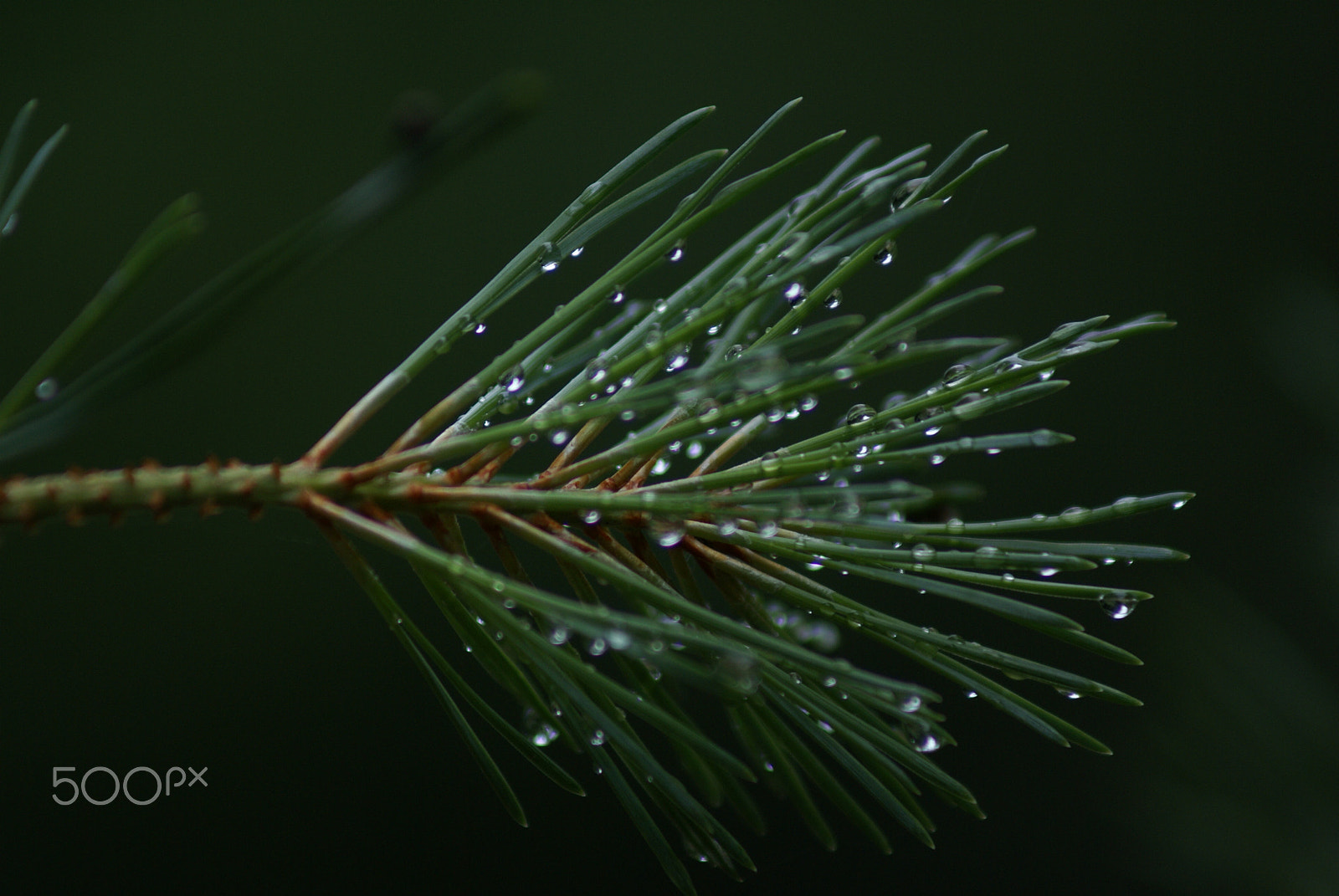 Sony 75-300mm F4.5-5.6 sample photo. After rain photography
