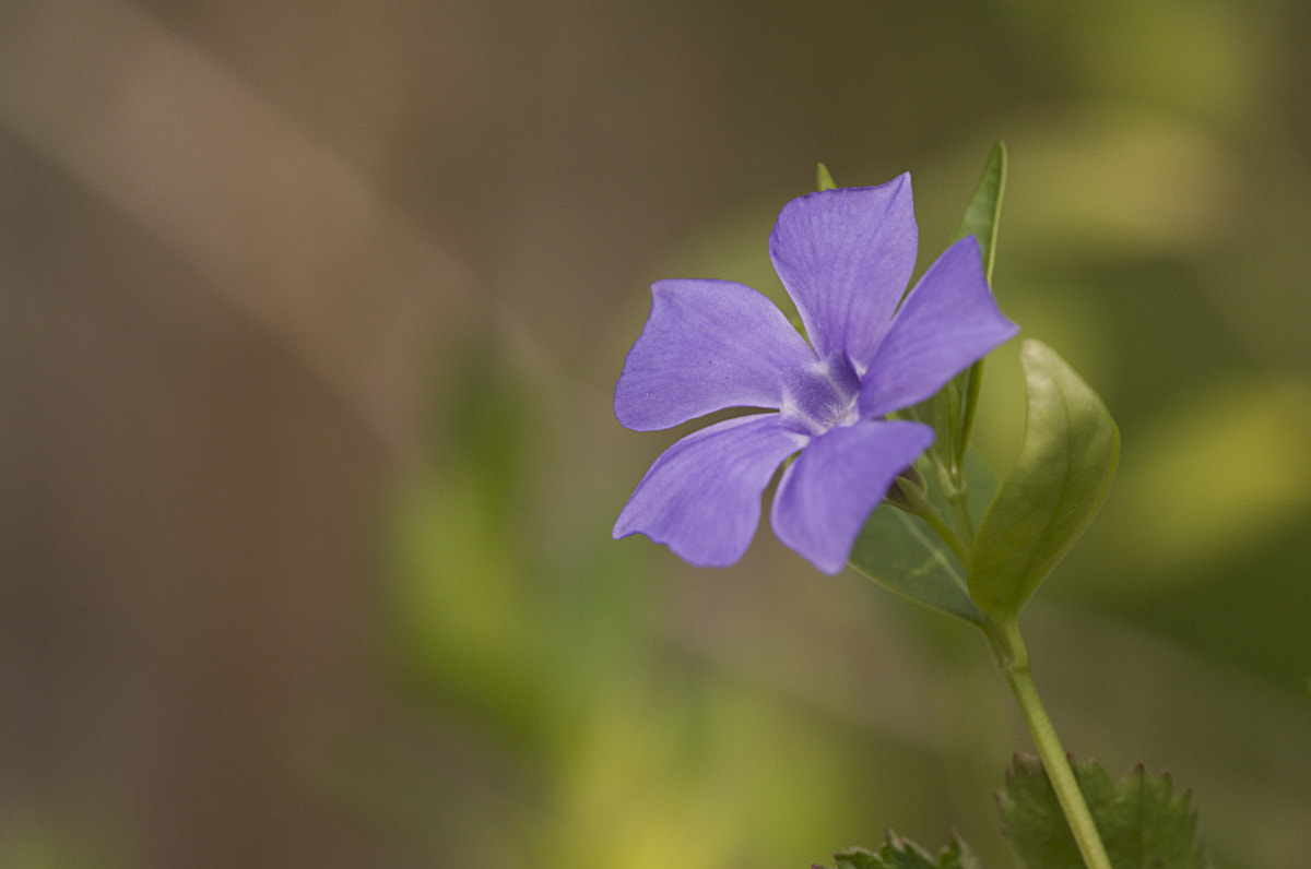Sigma APO Macro 150mm f/2.8 EX DG HSM sample photo. Vinca minor photography