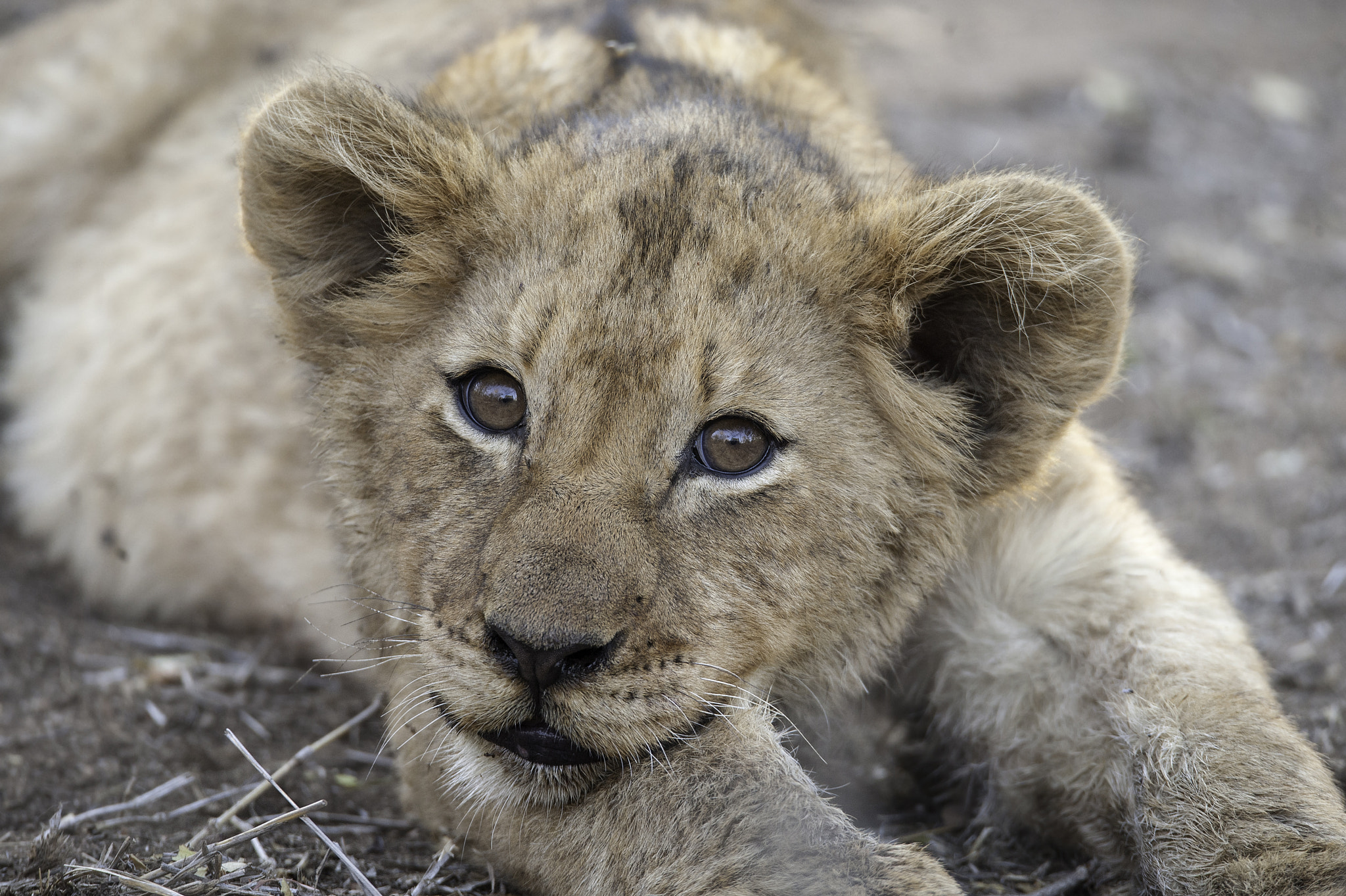 Sigma 150-600mm F5-6.3 DG OS HSM | S sample photo. Relaxing lion cub photography