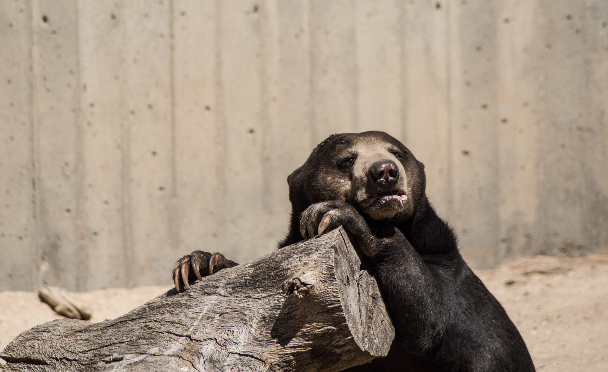 Nikon D3000 sample photo. Bear boring photography