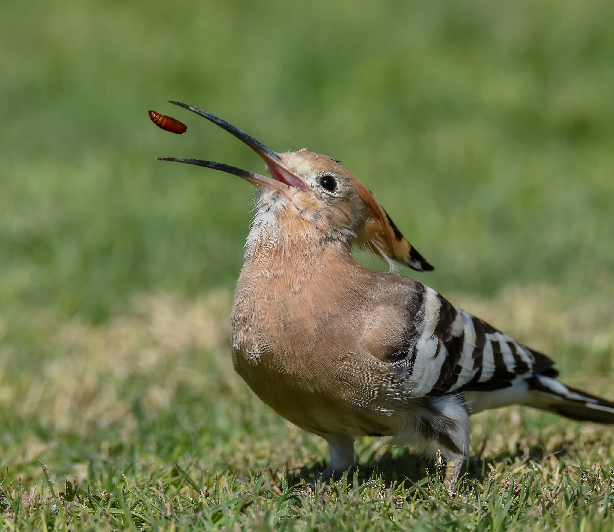 Sigma 150-600mm F5-6.3 DG OS HSM | S sample photo. Hoopoe  photography