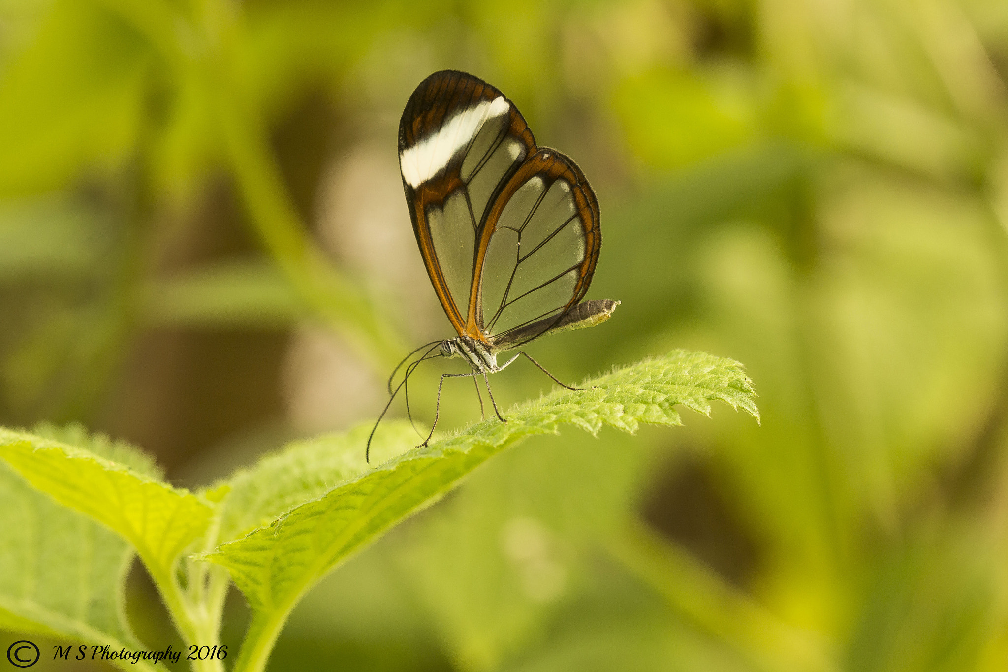 Canon EOS 700D (EOS Rebel T5i / EOS Kiss X7i) + Canon EF 100mm F2.8L Macro IS USM sample photo. Glasswing butterfly photography