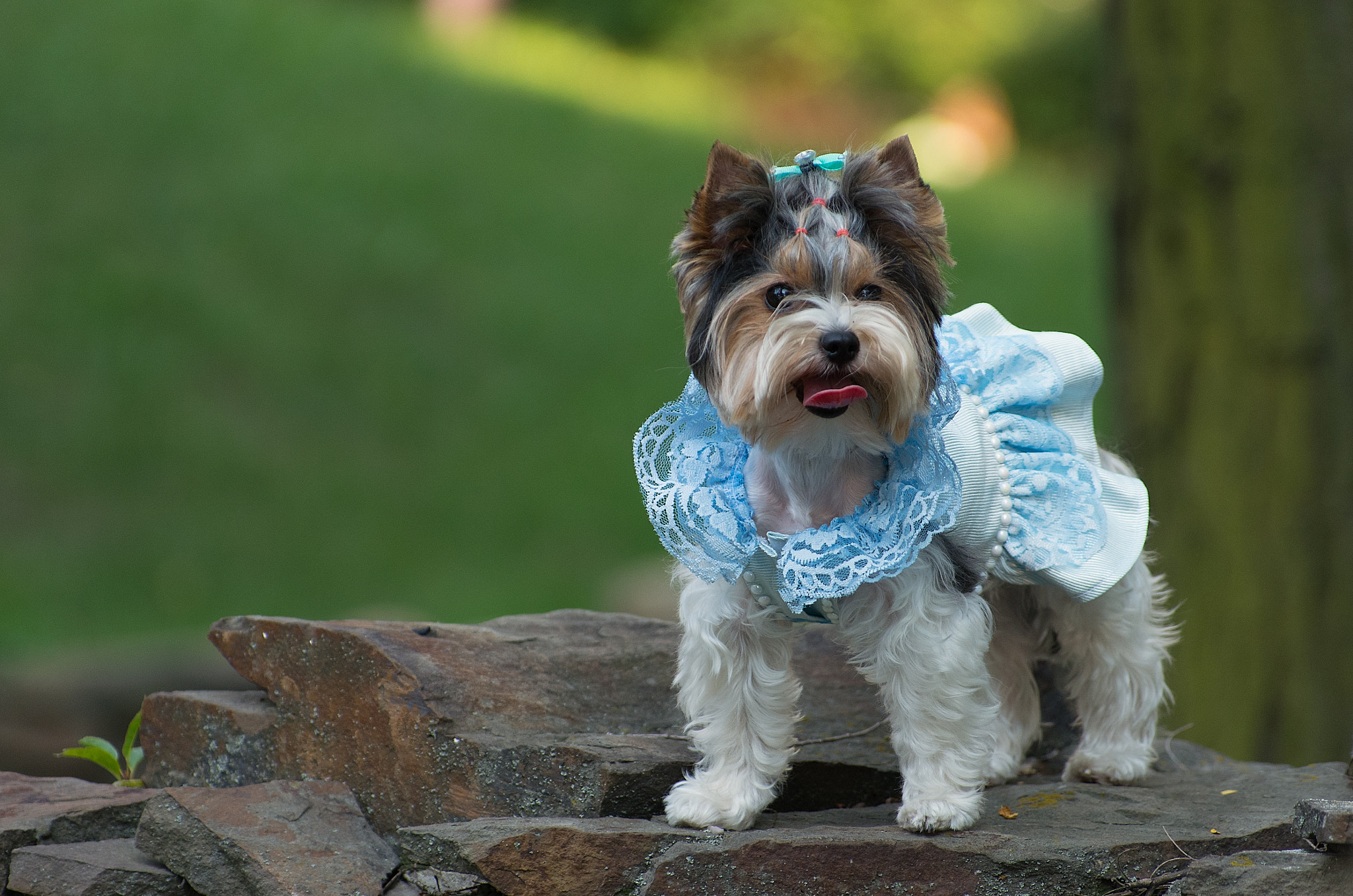 Pentax K-5 IIs sample photo. Fashion dogs photography