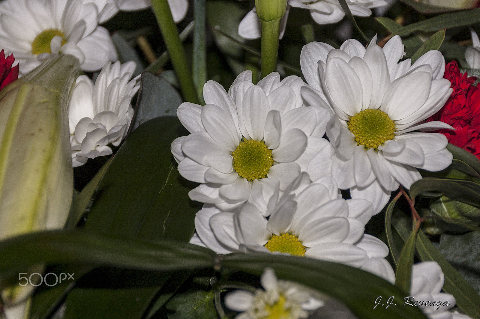 Sigma 18-250mm F3.5-6.3 DC Macro OS HSM sample photo. Margaritas photography
