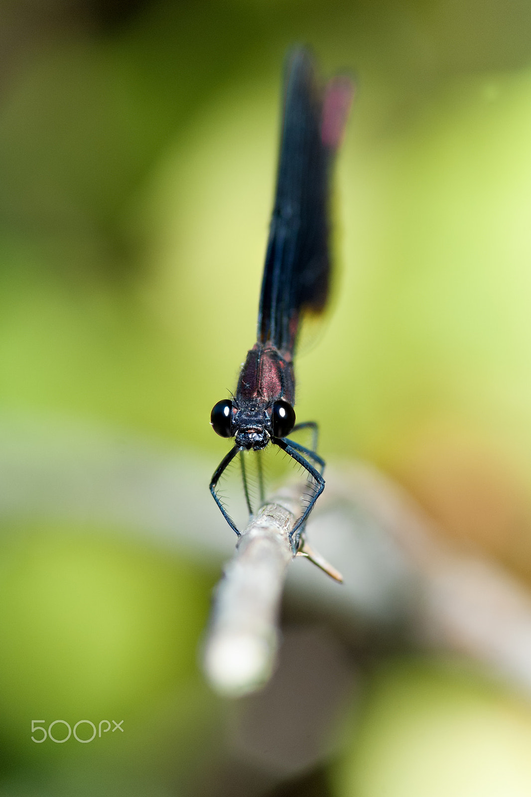 Nikon D2X sample photo. Face to face photography