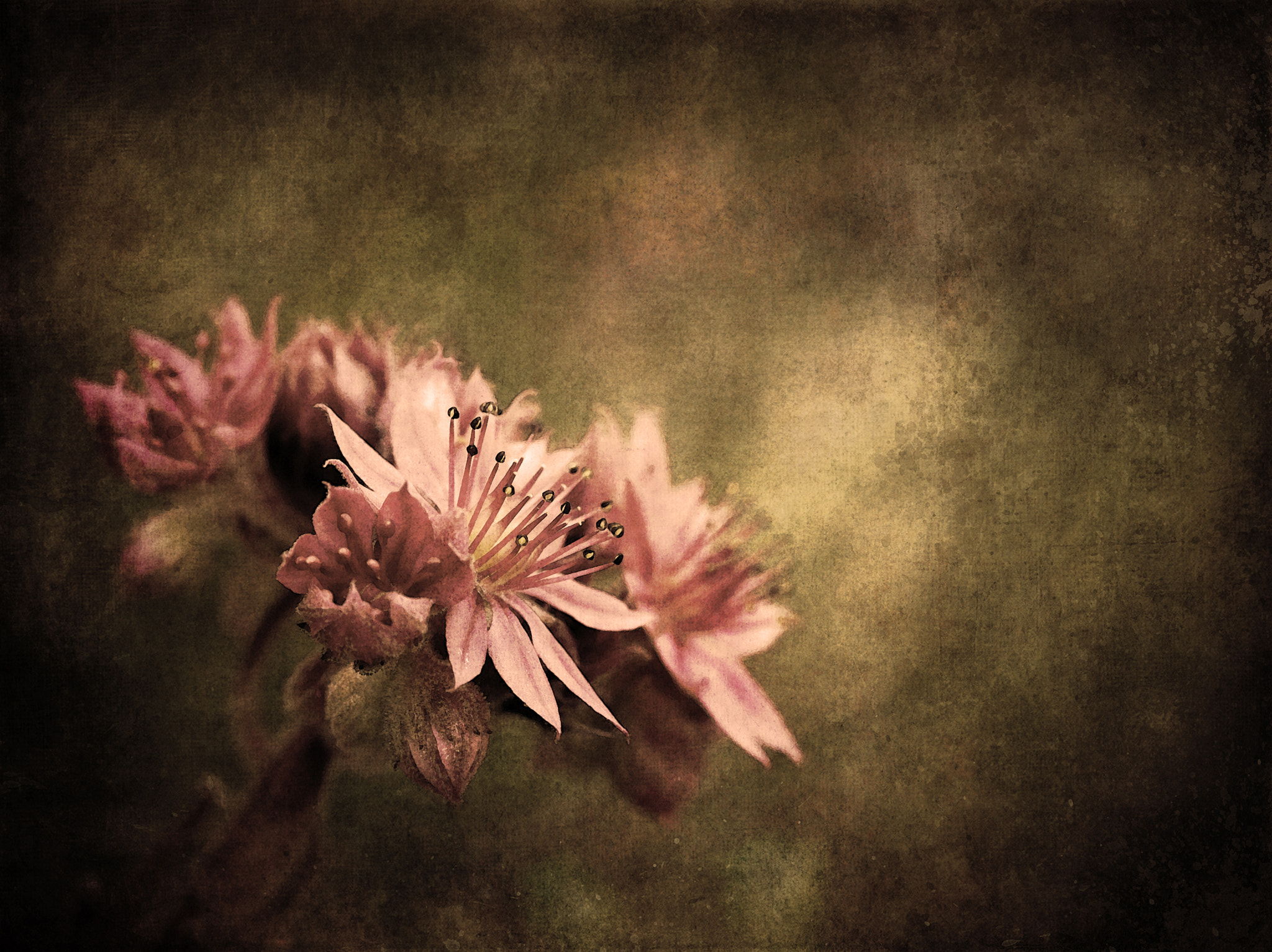 Canon EF 100mm F2.8 Macro USM sample photo. Pink flowers photography