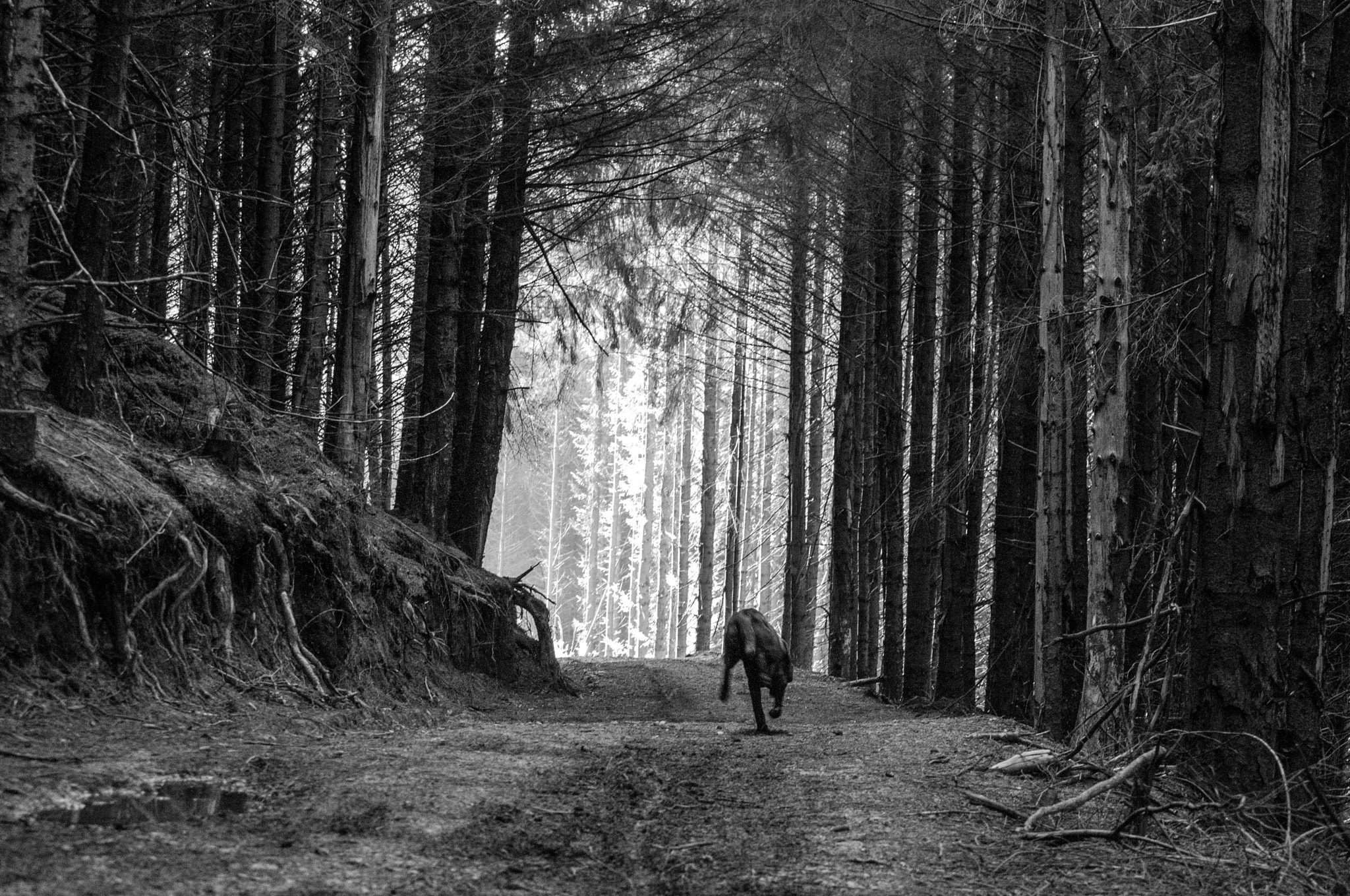 Nikon D300 sample photo. Tracton woods photography