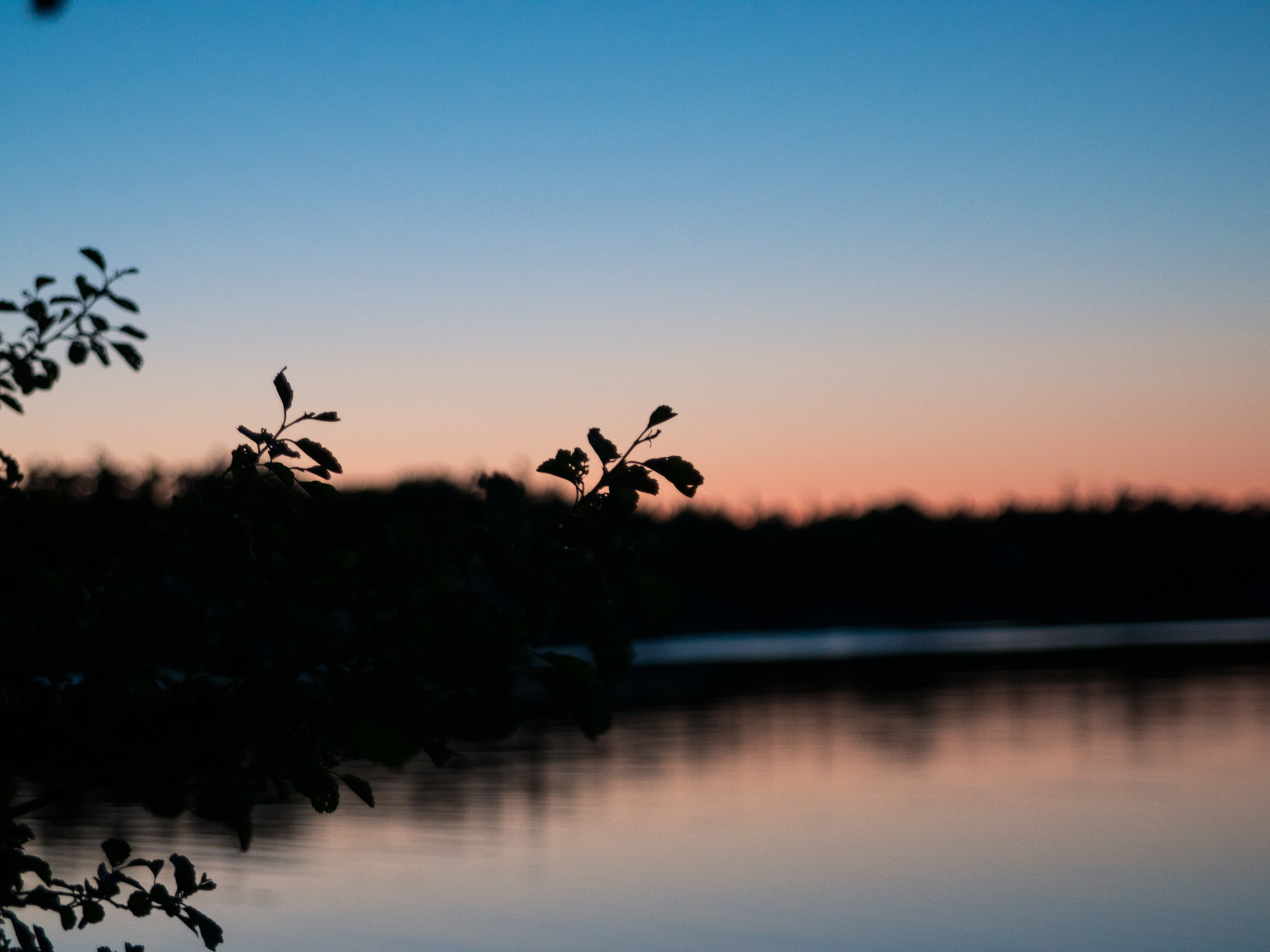 Panasonic Lumix DMC-GH4 sample photo. Silhouette of leafs photography