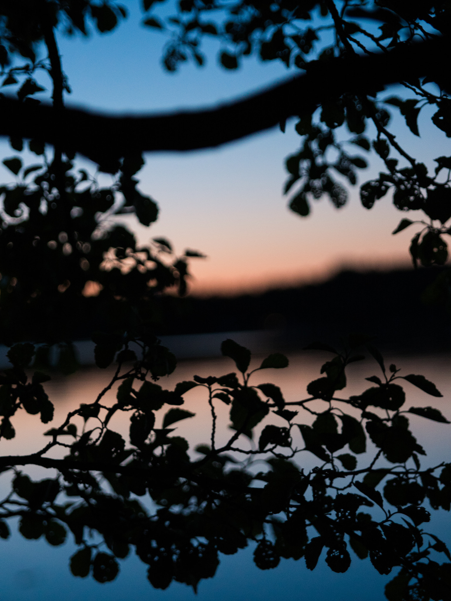 Panasonic Lumix DMC-GH4 sample photo. Silhouette of branches photography