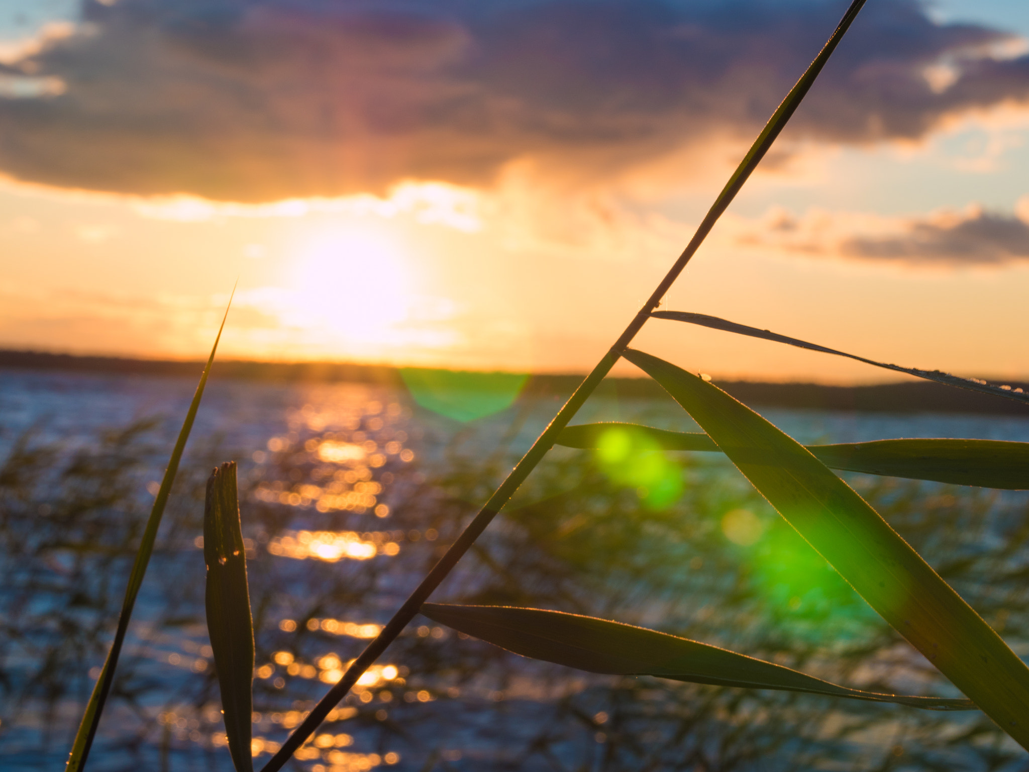 Panasonic Lumix DMC-GH4 sample photo. Sunset reed photography