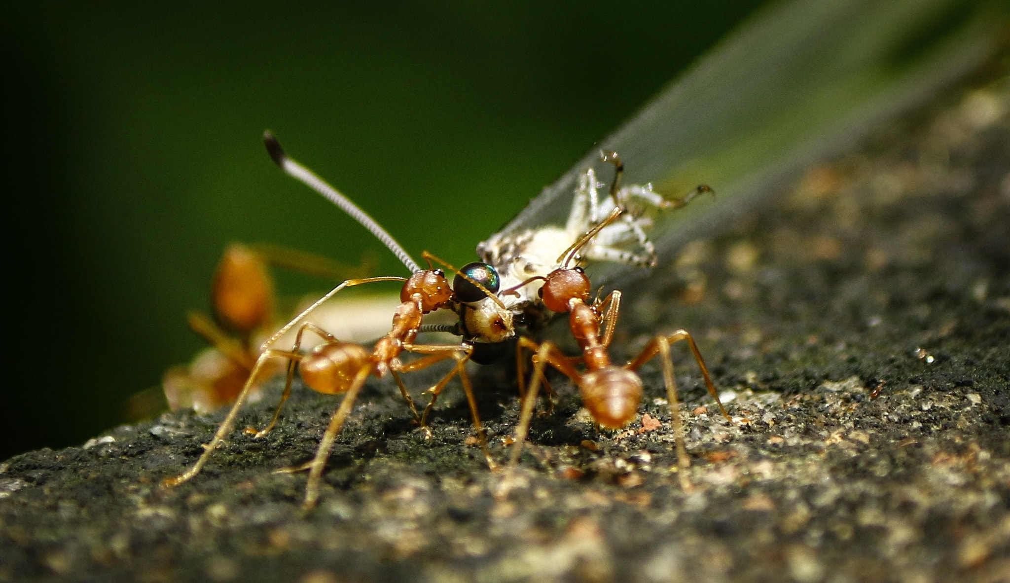 Canon EF-S 55-250mm F4-5.6 IS II sample photo. Macro photography
