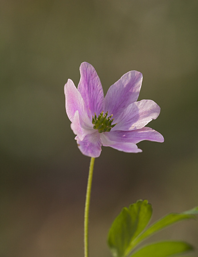 Sigma APO Macro 150mm f/2.8 EX DG HSM sample photo. Anemone nemorosa photography
