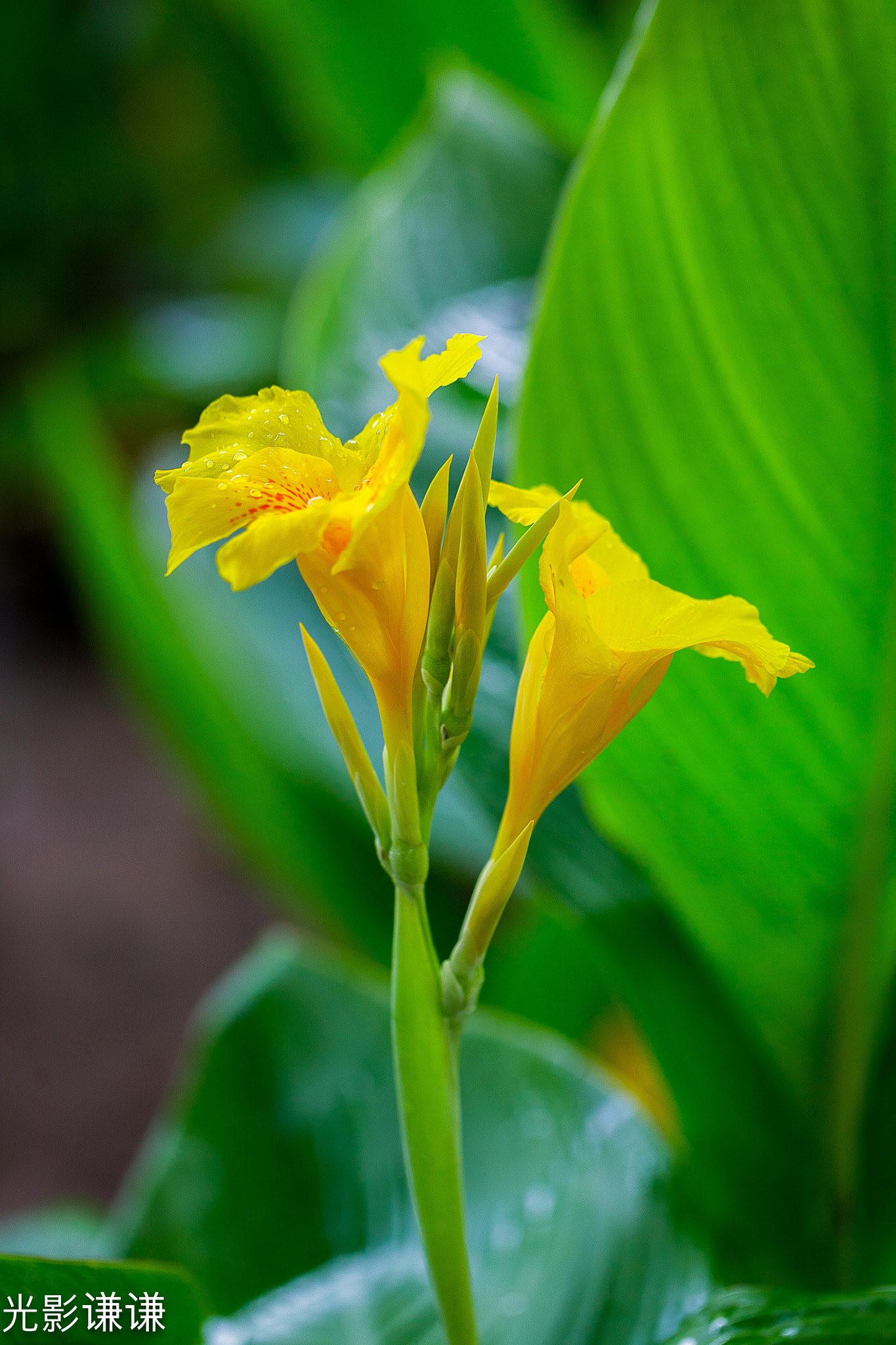 Canon EOS 5D + Canon EF 100mm F2.8L Macro IS USM sample photo. 美人蕉 photography