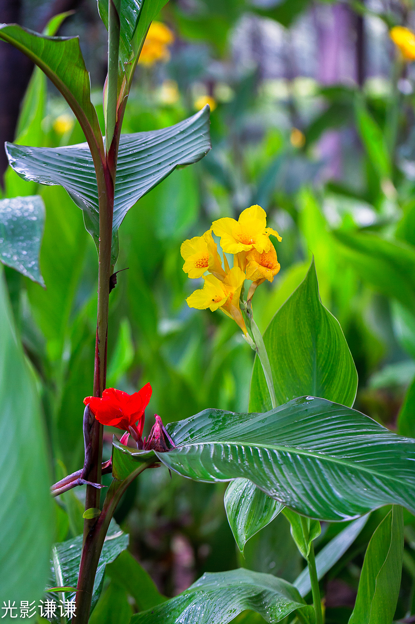 Canon EOS 5D + Canon EF 100mm F2.8L Macro IS USM sample photo. 美人蕉 photography