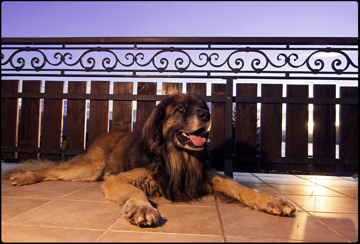 Tokina AT-X Pro 12-24mm F4 (IF) DX sample photo. Hundstage photography