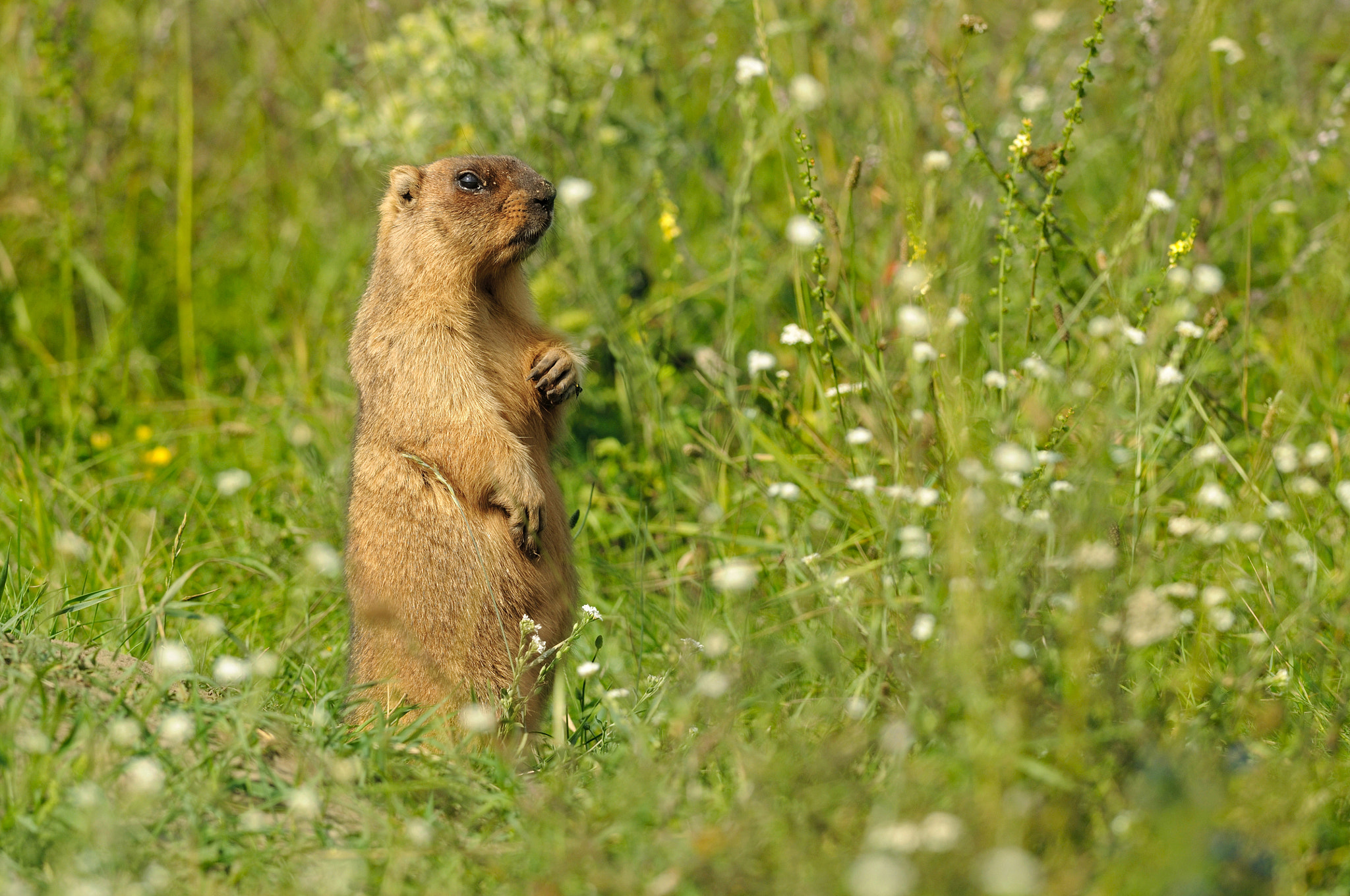 Nikon AF-S Nikkor 300mm F4D ED-IF sample photo. Marmot photography