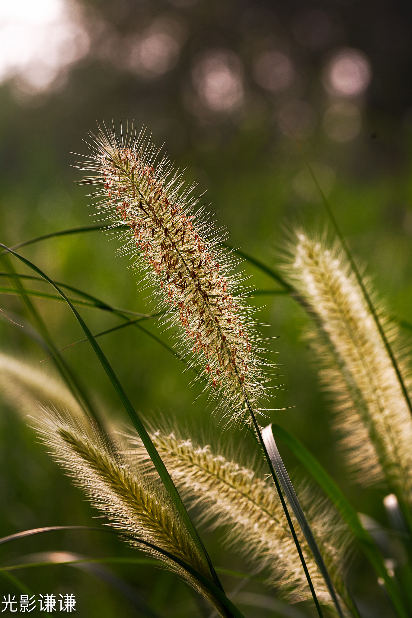 Canon EOS 5D + Canon EF 100mm F2.8L Macro IS USM sample photo. 狗尾草 photography