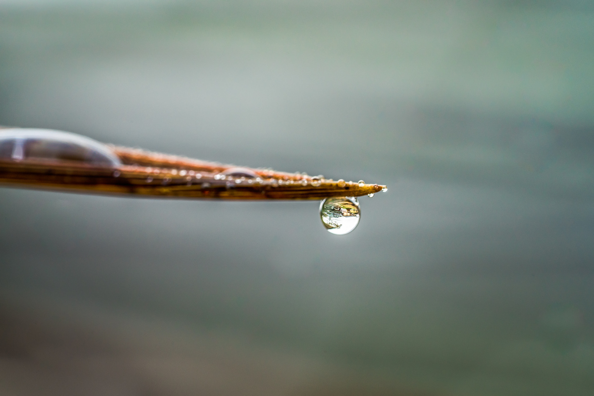 Sony a7S II + Sony FE 90mm F2.8 Macro G OSS sample photo. Through the looking glass photography