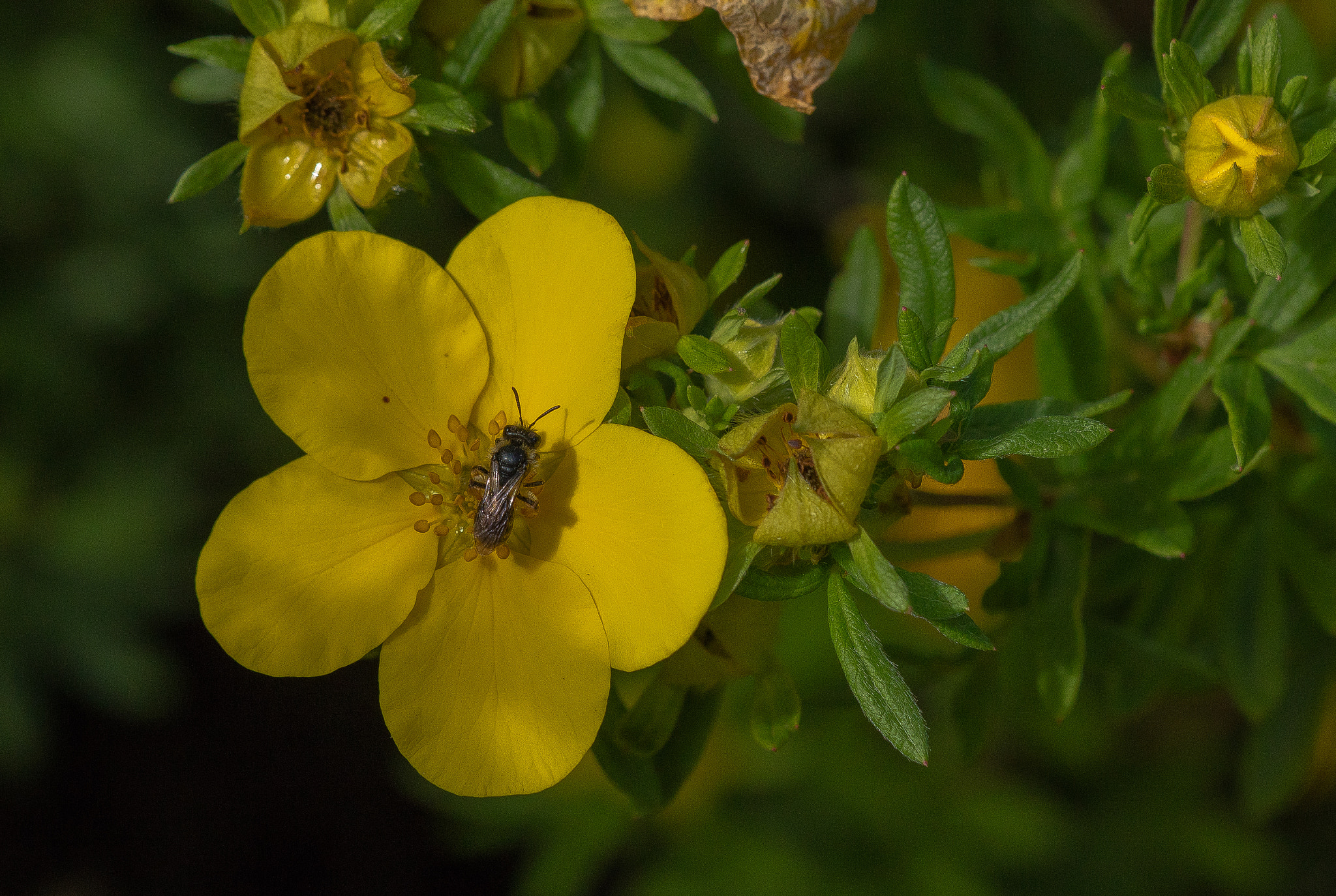 Sigma APO Macro 150mm f/2.8 EX DG HSM sample photo. Life in the flowers photography
