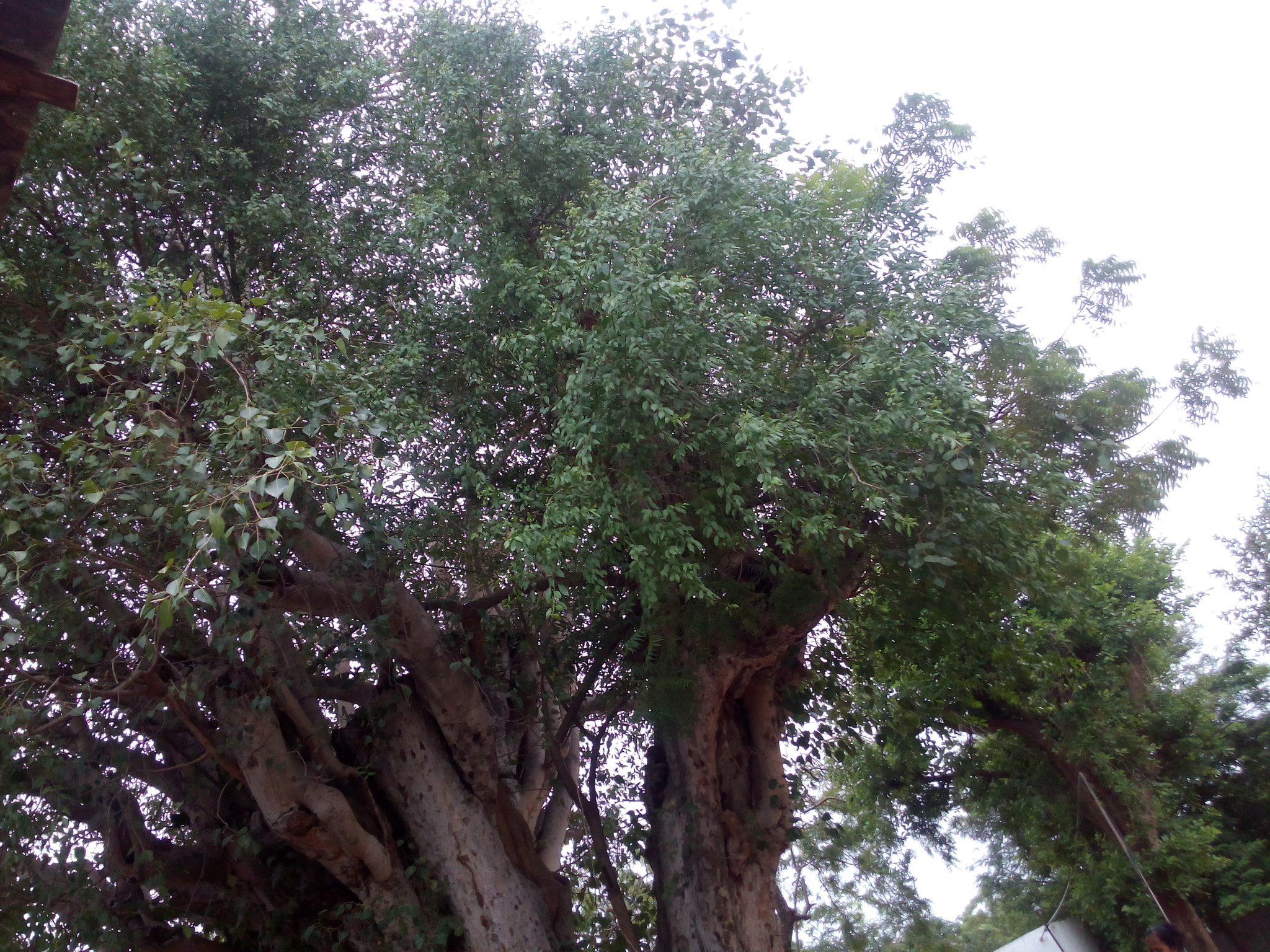 Micromax Canvas Spark sample photo. Magical tree photography