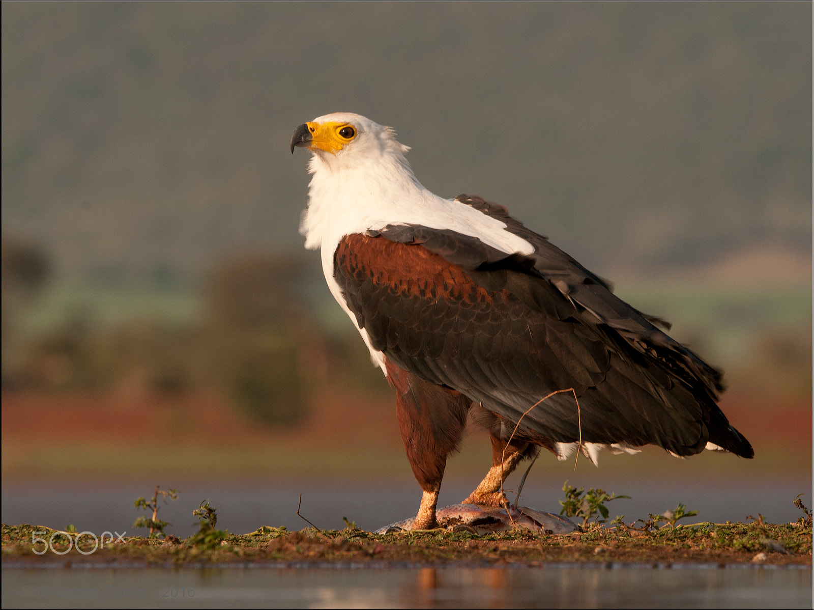 Nikon AF-S Nikkor 400mm F2.8G ED VR II sample photo. Standing proud photography
